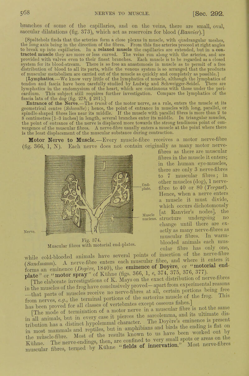 branches of some of the capillaries, and on the veins, there are small, oval, saccular dilatations (fig. 373), which act as reservoirs for blood {Ranvier).^ [Spnlteholz finds that the arteries form a close plexus in muscle, with quadrangular meshes, the long axis being in the direction of the fibres. From this fine arteries jiroceed at right angles to break n]> into capillaries. In a relaxed muscle the capillaries arc extended, but in a con- tracted muscle they arc more or less curved. The veins run along with the arteries, and are provided with valves even to their finest branches. Each muscle is to be regarded as a closed system for its blood-stream. There is so free an anastomosis in muscle as to permit of a free distribution of blood to all its parts, while the venous system is so arranged that the products of muscular metabolism are carried out of the muscle as quickly and completely as possible.] [Lymphatics.—We know very little of the lymphatics of muscle, although the lymphatics of tendon and fascia have been carefully studied by Ludwig aud Schweigger-Seidel. There are lyTuphatics in the endomysium of the heart, which are continuous with those under the peri- cardium. This subject still requires further investigation. Compare the lymphatics of the fascia lata of the dog (fig. 278, § 201).] Entrance of the Nerve.—The trunk of the motor nerve, as a rule, enters the muscle at its geometrical centre (Schivalbe); hence, the point of entrance in muscles with long, parallel, or spindle-shaped fibres lies near its middle. If the mnscle with parallel fibres is more than 2 to 8 centimetres [1-3 inches] in length, several branches enter its middle. In triangular muscles, the point of entrance of the nerve is displaced more towards the strong tendinous point of con- vergence of the muscular fibres. A nerve-fibre usually enters a muscle at the point where there is the least displacement of the muscular substance during contraction. End- plate. Motor Nerve to Muscle.—Every muscle-fibre receives a motor nerve-fibre (fig. 366, 1, N). Each nerve does not contain originally as many motor nerve- fibres as there are muscular fibres in tlie mnscle it enters; in tlie liuman eye-muscles, there are only 3 nerve-fibres to 7 muscular fibres; in other muscles (dog), 1 nerve- fibre to 40 or 80 (Tergast). Hence, when a nerve enters a muscle it must divide, which occurs dichotomously , , [at Eanvier’s nodes], the micicus. structure undergoing no change until there are ex- BBH—\ d tyniriiiiiiiiiiiiiiiiiiiiiiiiMiiiiii actly as many nerve-fibres as muscular filires. In warm- blooded animals each mus- cular fibre has only one, while cold-blooded animals have several points of insertion of the nerve-fibre ISandmann) A nerve-fibre enters each muscular fibre, and where it enters it forms an eminence (floyie-e 1840), the enmence of Doyere motpl end- ulate” or “motor spray of Klihne (figs. 366, 1, e, 3<4, 3/5, 37b, 3 / /). ^ [The elaborate investigations of Iv. Mays on the exact distribution of nerve- ncb in the muscles of the frog have conclusively imoved-- —that nartsof muscles receive no nerve-fibres at all, certain poitions bein^ from nel'ves, e.r/., the terminal portions of the sartorius muscle of the fiog. s has been proved for all classes of vertebrates except osseous fishes-] PTbP mode of termiiiation of a motor nerve in a musciilai fibre is uoUhe same in all animals but in every case it pierces the sarcolemma, and its ultimate dis- Fig. 374. Muscular fibres with raotorial end-phites.
