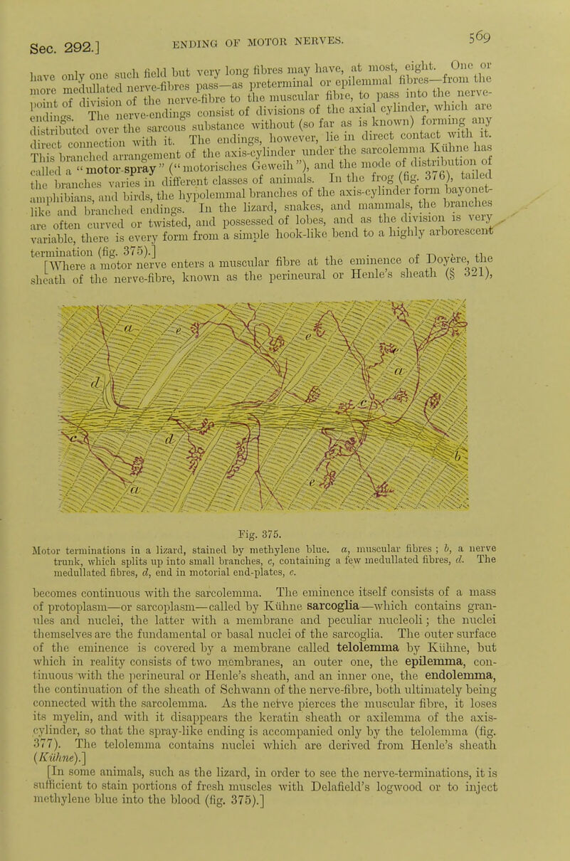 ending of motor nerves. have only one .such held hut very long hbres may have, at inm-P TTipdullated nerve-lihres pass—as pretcrminal or epilemmal hhies horn the • f nf rRvi'qinn of the ncrve-hhrc to the muscular hhre, to pass into the nerve- h,,^ consist of Jivisions of the axial cylinder, tvh.ch are distributed over the sarcous substance witliout (so far M is known) foiming any T 1 f' 11 -ivifli it Tlie endings liowever. lie lu dii^ect conttict witli it. This himXf ^ of the axis-cylinder under the .sarcolemma Kuhne has called a “motor-spray” (“motorisches Cxeweih”), and the mode f the branches varies in different classes of animals. In the frog (hg- 316), tailed amphibians, and birds, the hypolcmmal branches of the ‘'f^tTe^mm like and branched endings. In the lizard, snakes, and mammals, the branches are often curved or twisted, and possessed of lobes, and as the division is veiy variable, there is every form from a simple hook-like bend to a highly arborescent termination (fig. 375).] . it t-v > +i..x [Where a motor nerve enters a muscular fibre at the eminence of Doyeie, the sheath of the nerve-fibre, known as the perineural or Henles shccath 6^L), Fig. 375. Motor terminations in a lizard, stained by methylene blue, a, muscular fibres ; b, a nerve trunk, which splits up into small branches, c, containing a few inedullated fibres, d. The medullated fibres, d, end in motorial end-plates, c. becomes continuous tvitli the sarcolemma. The eminence itself consists of a mass of protoplasm—or sarcoplasm—called by Kiihne sarcoglia—which contains gran- ules and nuclei, the latter with a membrane and peculiar nucleoli; the nuclei themselves are the fundamental or basal nuclei of the sarcoglia. The outer surface of the eminence is covered by a membrane called telolemma by Kiihne, but which in reality consists of two membranes, an outer one, the epilemma, con- tinuous with the perineural or Henle’s sheath, and an inner one, the endolemma, tlie continuation of the sheath of Schwann of the nerve-fibre, both ultimately being connected with the sarcolemma. As the neive pierces the muscular fibre, it loses its myelin, and rvith it disappears the keratin sheath or axilemma of the axis- cylinder, so that the siDray-like ending is accompanied only by the telolemma (fig. 377). The telolemma contains nuclei which are derived from Henle’s sheath (Kiihne).^ [In some animals, such as the lizard, in order to see the nerve-terminations, it is sufficient to stain portions of fresh muscles with Delafield’s logwood or to inject methylene blue into the blood (fig. 375).]