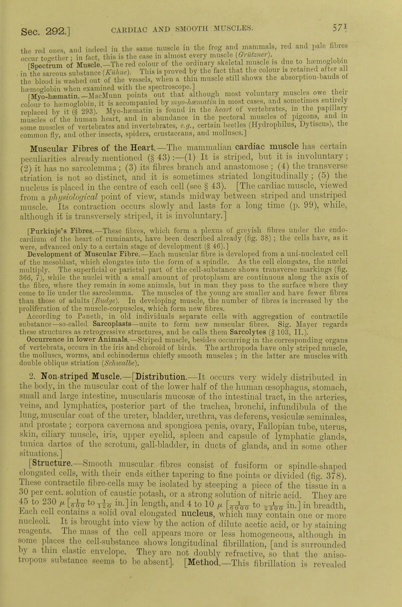 Sec. 292.] CAEDIAC and smooth muscles. tlie red one.s ami indeed in tlie .same muscle in tlic frog and mammal.s, red and pale fibres occur tof'ctlicr ; in fact, this is the case in almost every mu.scle {Grulzncr)._ [SpectW of Muscle.—The red colour of the ordinary skeletal muscle is due to hfemoglobin in the sarcous substance (Kiihne). This is proved by the fact that the colour is retained after al tho blood is washed out of the vessels, when a thin muscle still shows the absorptioii-bands ot ha‘mof*‘lobiii when examined with the specti’oscope.] .li * rMyo-hsematin. —iMacMunn points out that although most voluntary muscles owe their colour to hannoglobin, it is accompanied by myo-liiemalin in most cases, and sometimes entirely replaced by it (§ 293). Myo-lnematin is found in the licarl of vertebrates, in tlie papillary muscles of the human heart, and in abundance in the pectoral muscles of pi^ons, and m some muscles of vertebrates and invertebrates, e.g., certain beetles (Hydrophilus, Uytiscus), the common llj’’, and other insects, spiders, crustaceans, and molluscs.] Muscular Fibres of the Heart.—-Tlie mammalian cardiac muscle has certain ])eculiarities already mentioned (§ 43) :—(1) It i.s striped, but it is involuntary; (2) it has no sarcolemma; (3) its fibres branch and anastomose; (4) the transverse striation is not so distinct, and it is sometimes striated longitudinally; (5) the nucleus is placed in the centre of each cell (see § 43). [The cardiac muscle, viewed from a i)li]isiolorjical point of view, stands midway between striped and unstriped muscle, its contraction occurs slowly and lasts for a long time (p. 99), while, although it is transvei'selj striped, it is involuntary.] [Purkinje’s Fibres.—These fibres, which form a plexus of greyish fibres under the endo- cardium of the heart of riirainants, have been described already (fig. 38); the cells have, as it were, advanced only to a certain stage of development (§ 46).] Development of Muscular Fibre. —Each muscular fibre is developed from a uni-nucleated cell of the mesoblast, which elongates into the form of a spindle. As the cell elongates, the nuclei multiply. The superficial or parietal part of the cell-substance shows ti’ansverse markings (fig. 366, 7), while the miclei with a small amount of protoplasm are continuous along the axis of the fibre, where they remain in some animals, but in man they pass to the surface where they come to lie under the sarcolemma. The muscles of the young are smaller and have fewer fibres than those of adults {Budge). In developing muscle, the number of fibres is increased by the proliferation of the muscle-corpuscles, which form new fibres. According to Paneth, in old individuals se]3arate cells with aggregation of contractile substance—so-called Sarcoplasts—unite to form new muscular fibres. Sig. Mayer regards these structures as retrogressive structures, and he calls them Sarcolytes (§ 103, II.). Occurrence in lower Animals.—Striped muscle, besides occurring iir the corresponding oi’gans of vertebrata, occurs in the iris and choroid of birds. The arthropoda have only striped muscle, the molluscs, worms, and echinoderms chiefly smooth muscles ; in the latter are muscles with double oblique striation {Schwalbe). 2. Non-striped Muscle.—[Distribution.—It occurs very tvidely distributed in the body, in the muscxtlar coat of the lower lialf of the human oesophagus, stomach, small and large intestine, muscularis mucosse of the intestinal tract, in the arteries, veins, and lymphatics, posterior part of the trachea, bronchi, infimdibula of the lung, muscular coat of the ureter, bladder, urethra, vas deferens, vesiculae seminales, and prostate ; corpora cavernosa and spongiosa penis, ovary. Fallopian tube, uterus, skin, ciliary muscle, iris, upper eyelid, spleen and capsule of lymphatic glands, tunica dartos of the scrotum, gall-bladder, in ducts of glands, and in some other situations.] [Structure. Smooth muscular fibres consist of fusiform or spindle-shaped elongated cells, Avith their ends either tapering to fine points or divided (fig. 378). These contractile fibre-cells may be isolated by steeping a piece of the tissue in a 30 per cent, solution of caustic potash, or a strong solution of nitric acid. They are 45 to 2.30 li. [^^ to in.] in length, and 4 to 10 [«^ to ^Vo i^-] i’l breadth, Tvacli cell contains a solid oval elongated nucleus, Avhich may contain one or more nucleoli. It IS brought into vieAv by the action of dilute acetic acid, or by staining leagents. The mass of tho cell apjiears more or loss homogeneous, although in some ])laces the cell-substance shoAvs longitudinal fibrillation, [and is surrounded by a thin elastic envelope. They are not doubly refractive, so that the aniso- tropous .substance seems to be absent]. [Method.—This fibrillation is revealed