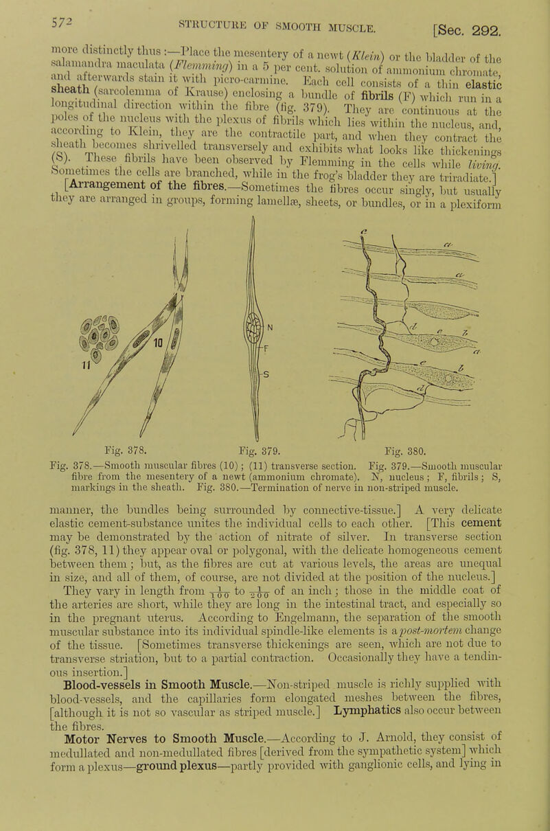 n 0 e distinctly tliiis 3 lace the iiiesenteiy of a newt {Klem) or the bladder of the aid Xin a 5 per cent, solution of a.nnioniinu chromate, sheath ' P T' Pi^'o-carnniie. Each cell consists of a thin elastic sneath (sarcoleinina of Krause) enclosing a Inindlc of fibrils (F) which run in a iole 'f/i the fibre (fig. 379). They are continuous at the poles of the luic eus with the plexus of fibrils which lies within the nucleus, and according to Klein, they are the contractile part, and when they contract the exhibits what looks like tliickenings (b). iliese fibri s have been observed by Eleniining in the cells while livinn. bometimes the cells are branched, while in the frog’s bladder they are triradiate.] [Airangement of the fibres.—Sometimes the fibres occur singly, but usually they are arranged in groups, forming laniellse, sheets, or bundles, or in a plexiform Fig. 378. Fig. 378.—Smooth muscular fibres (10); (11) transverse section. Fig. 379.—Smooth muscular fibre from the mesentery of a newt (ammonium chromate). N, nucleus ; F, fibrils; S, markings in the sheath. Fig. 380.—Termination of nerve in non-striped muscle. manner, the bundles being surrounded by connective-tissue.] A very delicate elastic cement-substance unites the individual cells to each other. [This cement may be demonstrated by the action of nitrate of silver. In transverse section (fig. 378, 11) they appear oval or polygonal, with the delicate homogeneous cement between them; but, as the fibres are cut at various levels, the areas are unequal in size, and all of them, of course, are not divided at the position of the nucleus.] They vary in length from to of an inch; those in the middle coat of the arteries are short, Avhile they are long in the intestinal tract, and especially so in the pregnant uterus. According to Engelmann, the sejDaration of the smooth muscular substance into its individual spindle-like elements is post-mortem chowgQ of the tissue. [Sometimes transverse thickenings are seen, Avhich are not due to transverse striation, but to a partial contraction. Occasionally they have a tendin- ous insertion.] Blood-vessels in Smooth Muscle.—Kon-striped muscle is richly supplied Avith blood-vessels, and the capillaries form elongated meshes between the fibres, [although it is not so vascular as striped muscle.] Lymphatics also occur betAveen the fibres. Motor Nerves to Smooth Muscle.—According to J. Arnold, they consist of medullated and non-medullated fibres [derived from the sympathetic system] which form a plexus—ground plexus—partly provided Avith ganglionic cells, and lying in