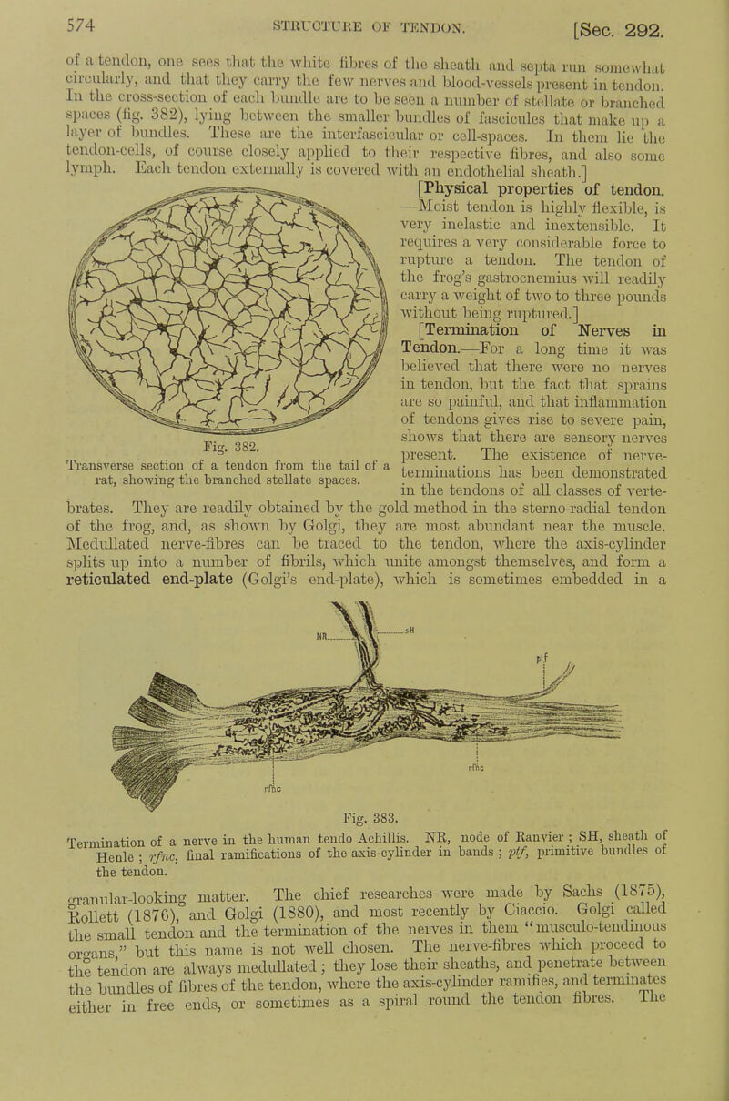 of a tendon, one sees that the 'wliite liln-es of tlic slieatli and sei)ta run somewhat circularly, and that they carry the few nerves and blood-vessels present in tendon. In the cross-section of each bundle are to be seen a number of stellate or branched spaces (tig. 382), lying between the smaller bundles of fascicules that make up a layer of bundles. These are the interfascicular or cell-spaces. In them lie the tendon-cells, of course closely applied to their respective fibres, and also some lymph. Each tendon externally is covered with an endothelial sheath.] [Physical properties of tendon. —Moist tendon is highly hexible, is very inelastic and inextensible. It requires a very considerable force to rupture a tendon. The tendon of the frog’s gastrocnemius Avill readily carry a weight of two to three pounds Avithout being ruptured.] [Termination of Nerves in Tendon.—For a long time it Avas belicA^ed that there were no nerves in tendon, but the fact that sprains are so painful, and that inflammation of tendons gives rise to seA^ere pain, shoAvs that there are sensory nerves present. The existence of nerve- terminations has been demonstrated in the tendons of aU classes of A^erte- brates. They are readily obtained by the gold method hi the sterno-radial tendon of the frog, and, as shoAvn by Golgi, they are most abundant near the muscle. jMeduUated nerve-fibres can be traced to the tendon, Aidiere the axis-cylinder splits up into a number of fibrils, Aidiich unite amongst themselves, and form a reticulated end-plate (Golgi’s end-plate), Avhich is sometimes embedded in a Mg. 383. Termination of a nerve in the human teudo Achillis. NR, node of Ranvier ; SH sheath of Henle ; rfm, final ramifications of the axis-cylinder in hands ; lAf, primitive bundles of the tendon. frranular-looking matter. The chief researches Avere made by Sachs (1875), Kollett (1876), and Golgi (1880), and most recently by Ciaccio. Golgi caUed the small tendon and the termination of the nerves in them “ musculo-tendinous orf^ans ” but this name is not well chosen. The nerve-fibres which proceed to the tendon are always meduUated; they lose their sheaths, and penetrate between the bundles of fibres of the tendon, Avhere the axis-cylinder ramifies, and terminates either in free ends, or sometimes as a spiral round the tendon fibres. ihe Transverse section of a teiidou from the tail of a rat, showing the branched stellate spaces.