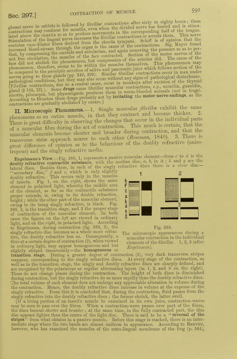 followed by llbrnio.;cout.;.clio,.o ^ i^^^ese glossol nerve in mbbite is followed by „e„e iV, healed and is stimu- contractions may contnme the corresponding half of the tongue, lated above the cicatri.'c so as to fibrillar contractions or arrests them. This nerve Mimnlstion of the ling;,.I ‘  ‘If,'.', ^'ani. Sol,iff is of opinion that the contains vaso-dilator hbies cause^of the contractions. Sig. Mayer found increased blood-stream throng sribclavian and af^ain removing the pressure so as to P^i’- that, by compressing the carotids Section of the motor nerves of the mit free circulation the bi r^ZresrS^ the arteries did. The cause of the face did not abolish the • fuj muscles themselves. This phenomenon may phenomenon, therefore, seems to p r,ancreatic iiiice which follows section of the be compared to 309) ‘ Similar fibrillar contractions occur in man under nerves going to these glands (pp- vd49, -.i gj„,jg uf pathological disturbance. p.thplfgic.l ovcMoa of the thyroid [Fibrillai contiacto fibrillar muscular contractions, e.g., aconitin g«anidin, gland (§ 103, 111.). . i^mrlnnpci tliem iu warm-blooded animals (not in fiogs). lSi,,‘g rKlt..?tlSrui^ by irritating the motor notve-endings, as the contractions are gradually abolished by curare.] II Microscopic Phenomena.-!. Single mxxscxxlav fihrUlce exhibit the same phenomena as an entire muscle, in that they contract and become tlnckei. . There is reat difficulty in observing the changes that occur in the individual parts of a iL°cilr fibre dLig the act of contraction. This niimli ^ - muscular elements become shorter and broader during contraction, and tlmt the transverse striai approach nearer to each other 1840) 3. ilieie is great difference of opinion as to the behaviour of the doubly refractive (aiiiso- tropons) and the singly refractive media. Engelmann’s View.—Fig. 388, 1, represents a passive uiuscular element—from c to d is the doubly refractive contractile substance, with the median disc, a, b, ni it ■, h and *1^ lateral discs. Besides these, in each of the singly refractive discs there is a deai disc “secondary disc, / and e, which is only slightly doubly refractive. This occurs only in the muscles of insects. Fig. 1, on the right, shows the same element in polarised light, whereby the middle area of the element, as far as the conti-actile substa,nce proper extends, is, owing to its double refraction, bright; while the other part of the muscular element, owuig to its being singly refiactive, is black. Fig. 388, 2, is the transition stage, and 3 the proper stage of contraction of the muscular element. In both cases the figures on the left are viewed in ordinary light, and on the right, in polarised light. According to Eugelmann, during contraction (tig. 388, 3), the singly refractive disc becomes as a whole more refrac- tive, the doubly refractive less so. Consequently, a fibre at a certain degree of contraction (2), when viewed in ordinary light, may appear homogeneous and but slightly striped transversely = the homogeneous or transition stage. During a greater degree of contraction (3), very dark transverse stripes reappear, correspondiug to the singly refractive discs. At every stage of the contraction, as well as in the transition stage, the singly and doubly refractive discs are sharply defined, and are recognised by the polariscope as regular alternating layers (iu 1, 2, and 3 on tlm right). These do not change places during the contraction. The height of both discs is diminished during contraction, hut the singly refractive do so more rapidly than the doubly refractive discs. The total volume of each element does not undergo any appreciable alteration in volume during the contraction. Hence, the doubly refractive discs increase in volume at the expense of the singly refractive. From this it is concluded that, during the contraction, fluid passes from the singly refractive into the doubly refractive discs ; the former shrink, the latter swell. [If a living portion of an insect’s muscle be examined in its own juice, contraction-waves may be seen to pass over the fibres. When a contraction-wave passes over part of the fibres, the discs become shorter and broader ; at the same time, in the fully contracted part, the dim disc appears lighter than the centre of the light disc. There is said to be a “reversal of the stripes ’’ from v.^hat obtains iu a passive muscle. Before this stage is reached, there is an inter- mediate stage where the two hands are almost uniform in appearance. According to Ranvier, however, who has examined the muscles of the retro-liugual membrane of the frog (p. 564), Fig. 388. The microscopic appearances during a muscular contraction iu the individual elements of the fibrillae. 1, 2, 3 (after Engelmann).