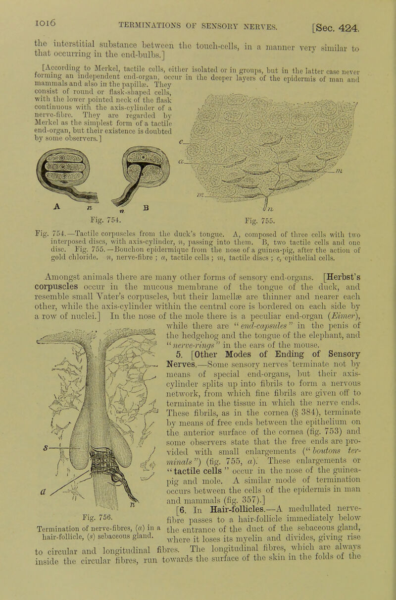 the interstitial substance between tlie touch-cells, in a manner very similar to that occurring in the end-bulbs.] [According to Merkel, tactile cells, eitlier isolated or in groups, but in the latter case never ronning an independent end-organ, occur in the deeper layers of the epidermis of man and mammals and also in the papilla?. They consist of round or flask-sliaped cells, with the lower pointed neck of the llask continuous with the axis-cylinder of a iiervo-Iibre. They are regarded by Merkel as the simplest form of a tactile end-organ, but their existence is doubted by some observers. ] Fig. •54. Fig. 755. Fig. 754.—Tactile corpuscles from the duck’s tongue. A, compo.sed of three cells with two interposed discs, with axis-cylinder, n, passing into them. B, two tactile cells and one disc. Fig. 755.—Bouchon epidermiqiie from the nose of a guinea-pig, after the action of gold chloride, n, nerve-fibre ; a, tactile cells ; m, tactile discs ; c, epithelial cells. Amongst animals there are many other forms of sensory end-organs. [Herbst’s coi'puscles occur in the mucous membrane of the tongue of the duck, and resemble small Vater’s corpuscles, but their lamellae are thinner and nearer each other, -while the axi.s-cylinder within the central core is bordered on each side by a row of nuclei.] In the nose of the mole there is a peculiar end-organ (Eimer), while there are “ end-ccqysiiles ” in the penis of the hedgehog and the tongue of the elephant, and “nerve-rings in the ears of the mouse. 5. [Other Modes of Ending of Sensory Nerves.—Some sensory nerves terminate not by means of special end-organs, but their axis- cylinder splits up into fibrils to form a nervous network, from which fine fibrils are given off to terminate in the tissue in Avhich the nerve ends. These fibrils, as in the cornea (§ 384), terminate by means of free ends between the epithelium on the anterior surface of the cornea (fig. 753) and some observers state that the free ends are pro- vided Avith small enlargements (“ houtons ter- minals) (fig. 755, a)'. These enlargements or “ tactile cells ” occur in the nose of the guinea- pig and mole. A similar mode of termination occurs betAveen the cells of the epidermis in man and mammals (fig. 357).] [6. In Hair-follicles.—A medullated nerve- Tig. 756. passes to a hair-follicle immediately beloAV Termination of nerve-fibres, {a) in a entrance of the duct of the sebaceous gland, hair-follicle, (.9) sebaceous gland. it loses its myelin and divides, giving rise to circular and longitudinal fibres. The longitudinal fibres, ^vliich are ahvays inside the circular fibres, run towards the surface of the skin in the folds of the