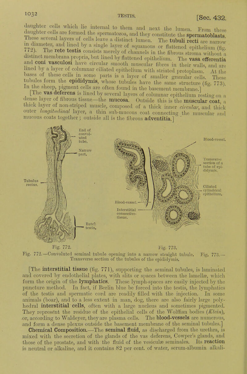 [Sec. 432. .laughter cells which lie iutornal to them and next the lumen, h'rom those the spermatozoa, and they constitute the spennatoblasts Ihese several layers of cells leave a distinct lumen. The tubuU recti arc narrow m duuneter, and hne.l by a single layer of squamous or llattened epithelium r V' , consists merely of channels in the filiroiis stroma without'ii distinct membrana propria, Imt lined by flattened epithelium. The vasa efferentia and com vasculosi have circular smooth muscular fibres in their walls, and arc. lued by a layer of columnar ciliated epithelium with striated protoplasm At the bases of these cells hi some parts is a layer of smaller granular cells. These tubules form the epididymis, whose tul.ules have the same structure (fi.r. 77.3). Ill the sheep, jiigment cells are often found in the basement membrane.] [ihe vas deferens is lined by several layers of columnar epithelium resting on : dense layer of iibrous tissue—the mucosa. Outside this is the muscular coat, a thick layer of non-striped muscle, composed of a thick inner circular, and thick outer longitudinaL layer, a thin sub-mucous coat connecting the muscular and mucous coats together; outside all is the fibrous adventitia.] a Blood-vc.ssel. Tinnsver.'ic section of a tube of epi- didymis. Ciliated cylindrical epitliciiuni. log. 773. Fig. 772.—Convoluteil .seminal tubule opening into .a narrow straight tubule. Fig. 773.— Transverse section of the tubules of the epiclitlymis. [The interstitial tissue (fig. 771), supporting the seminal tubules, is laminated and covered by endothelial plates, with slits or spaces between the lamellte, which form the origin of the lymphatics. These lymph-spaces are easily injecte..! liy the puncture method. In fact, if Eerlin blue be forced into the testis, the lymphatics of the testis and spermatic cord are readily filled with the injection. In some animals (boar), and to a less extent in man, dog, there are also fairly large poly- hedral mterstitial cells, often with a large nucleus and sometimes pigmented. They represent the residue of the epithelial cells of the 'Wolffian bodies {Klein), or, according to Waldeyer, they are pilasma cells. The blood-vessels are numcrou.s, and form a dense plexus outside the basement membrane of the seminal tubules.] Chemical Composition.—^The seminal fluid, as discharged from the urethra, is mixed with the secretion of the glands of the vas deferens, Cowper’s glands, and those of the prostate, and with the fluid of the vesiculfe sominales. Its reaction is neutral or alkaline, and it contains 82 per cent, of water, serum-albumin alkali-