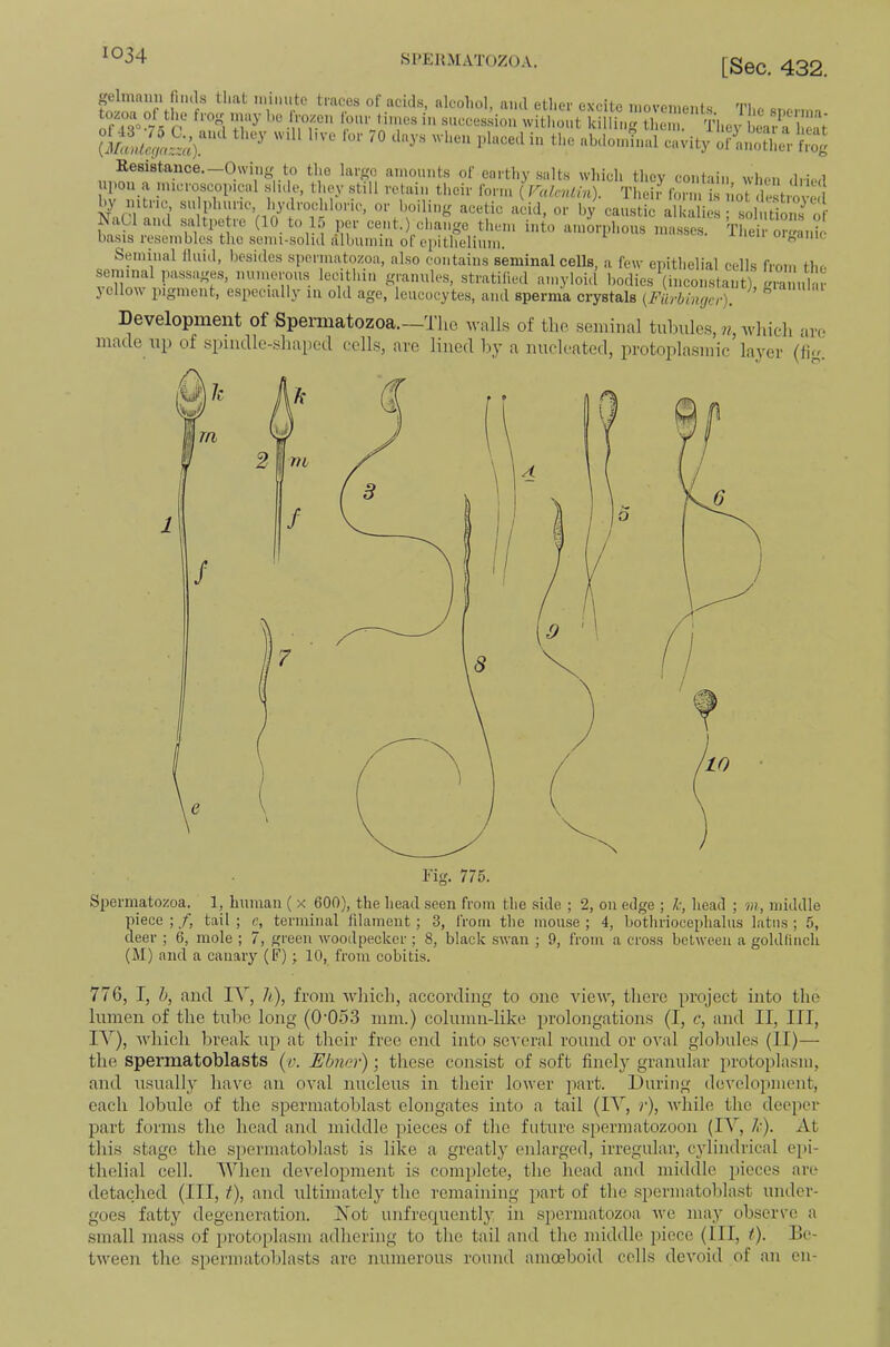 [Sec. 432. «elmann fiiuls that niimitc traces of acias, alcohol, ami ether excite movcmc,.i« „ -iiT ‘“'“'J’,'® ^^^^cessiou without killing them. They beaira V.c'at Kesistance.-Owing to the large amounts of earthy salts which they contain when dried upon a microscopical slide, they still retain their form ( ValenLin). Their form is ont by nitric, sulphuric, hydrochloric, or boiling acetic acid, or by caustic alkalies - solutions^ of ^aCland saltpetre (10 to 15 per cent.) change them into amorphous masses. Theiror^anic basis resembles the senu-.solid Albumin of epithelium. ^ oit,anic Seminal iliiid, besides spermatozoa, also contains seminal ceUs, a few epithelial cells from the gi-anules, stratified amyloid bodies (inconstant), Lmilm jellow pigment, especially in old age, leucocytes, and sperma crystals {Fiirbiiujcr). ” Development of Spermatozoa.—Tlie walls of tlio, seminal tubules, n, which are made up of spiudle-shaiicd cells, are lined by a nucleated, in-otoplasmic layer (fig. Spermatozoa. 1, human ( x 600), the head seen from the aide ; 2, on edge ; k, head ; m, middle piece ; /, tail ; c, terminal lilameiit; 3, from the mouse ; 4, bothriocephalus latns ; 5, deer ; 6, mole ; 7, green woodpecker ; 8, black swan ; 9, from a cross between a goldfinch (M) and a canary (F); 10, from cobitis. 776, I, h, and lA^, li), from which, according to one view, there project into the lumen of the tube long (0'053 mm.) column-like prolongations (I, c, and II, III, lA’’), which break up at their free end into scA'cral round or oval globules (II)— the spermatoblasts (v. Ebner); these consist of soft finely granular protoplasm, and usually have an oval nucleus in their lower part. During development, each lobule of the spermatoblast elongates into a tail (lA, r), while the deeper part forms the head and middle pieces of the future spermatozoon (lA^, lx). At this stage the spermatoblast is like a greatly enlarged, irregular, cylindrical epi- thelial cell. AYhen development is complete, the head and middle pieces are detached (III, f), and ultimately the remaining part of the spermatoblast under- goes fatty degeneration. Xot unfrequently in spermatozoa we may observe a small mass of protoplasm adhering to the tail and the middle })iece (III, t). Be- tween the spermatoblasts are numerous round amoeboid cells devoiil of an en-