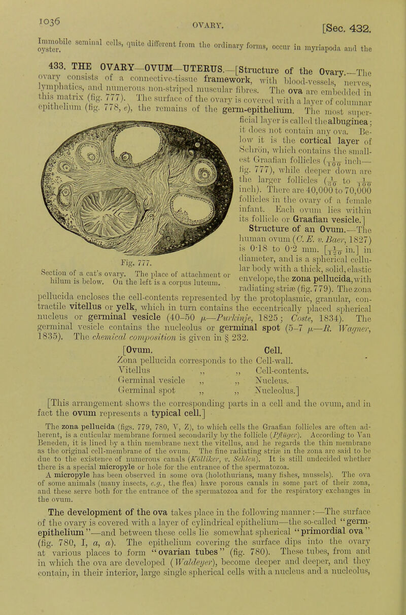 OVARY. [Sec. 432. Immobile son.i„„l edb, cj,.ito Jillbront from tbo orrlin.ry form,, occ.r i„ myriopod. a,„l the 433. THE OVARY- OVUM_UTEEUS._[Stroctme of the Ovary -The o\aiy consists of a connectivo-tissnc framework, witli blood-vessels ympliatics, and nmnerons non-striped nuiscnlar liln'es. The ova are einbed.led in tins niatrix (hg. ,, <). iTe surface of tlie ovary is covered with a layer of columnar epitliehinn (hg. iib,e), the remains of the genn-epitheliuin. The most siijier- ficial layer is called thealbuginea; it does not contain any ova. lie- low it is the cortical layer of •Schrun, which contains tlie small- est Graafian follicles (y-^ inch— fig. 777), while deeper down are the larger follicles (-i- to , L_ inch). There are 40,000 to 70,000 follicles in the ovaiy of a female infant. Each ovum lies within its follicle or Graafian vesicle.] Structure of an Ovum.—The human ovum (C. E. v. Baev, 1827) is 0T8 to 0'2 mm. in.] in diameter, and is a spherical cellu- lar body Avith a thick, solid, elastic envelope, the zona pellucida,with radiating strife (fig. 779). The zona Fig. 777. Section of a cat’.s ovary. The place of aLtacliment or liilum is below. Oii the left is a corpus luteum. pellucida encloses the cell-contents represented by the protoplasmic, granular, con- tractile vitellus or yelk, which in turn contains the eccentrically placed spherical nucleus or genninal vesicle (40-50 ii.—Purldnje, 1825; Cosle, 1834). The germinal vesicle contains the nucleolus or germinal spot (5-7 fj.—if. Waqner, 1835). The chemical composition is given in § 232. [Ovum, Cell. Zona pellucida corresponds to the Cell-Avall. Yitellus ,, ,, Cell-contents, Germinal vesicle „ „ Xucleus. Germinal spot „ „ Xucleolus.] [This arrangement shows the corresponding parts in a cell and the ovum, and in fact the ovum represents a typical cell.] Tlie zona pellucida (figs. 779, 780, V, Z), to wliich cells tlie Graafian follicles are often ad- herent, is a cuticular membrane formed secondarily lythe follicle {PJliUjcr). Accoiding to Van Beiiedeii, it is lined by a thin membrane next the vitellus, and he regards the thin membrane as the original cell-membrane of the ovum. The fine radiating striai in the zona arc said to be due to the existence of numerous canals (Kolliker, v. Schlen). It is still undecided whether there is a special micropyle or hole for the entrance of the spermatozoa. A micropyle has been observed in sonic ova (holothurians, many fishes, mii.ssels). The ova of some animals (many insects, e.g., the Ilea) have porous canals in some part of their zona, and these serve both for the entrance of the spermatozoa and for the respiratoiy exchanges in the ovum. The development of the ova takes place in the folloAving manner :—The surface of the ovary is coA^ered Avitli a layer of c}dindrical epithelium—the so-called “genu- epithelium”—and betAveen these cells lie someAidiat spherical “prmiordial ova” (fig. 780, I, a, a). The epithelium covering the surface dips into the ovary at Amrious jdaces to form “ovarian tubes” (fig. 780). These tubes, from and in Avhich the ova are deAmloped (Waldei/ei'), become deeper and deeper, and they contain, in their interior, large single spherical cells Avith a nucleus and a nucleolus.