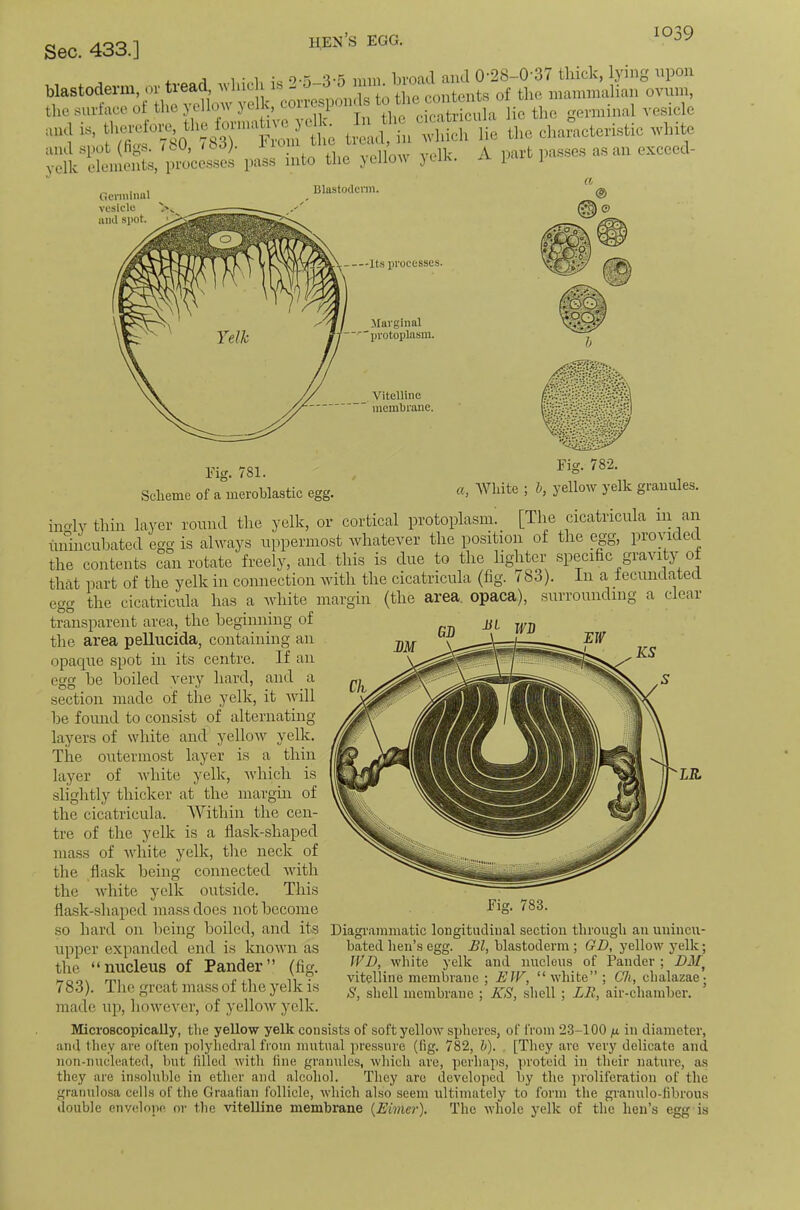 Sec. 433.] . 1 1 • 1. :• o-n-'l-i mm Ijroail ami 0'28-0'37 thick, lying upon blastoderm, or tieacl, anIucU ib - contents of the mammalian ovum, the .anrface of the yellotv ye k, corre^mn.ls vesicle “’i ttt.h in^hhh lie the characteristic tvhite int^ses pass into the yellotv yelk. A part p.a.sses as an exececl- Fig. 781. Scheme of a merohlastic egg. Fig. 782. White ; h, yellow yelk granules. iimly thin layer round the yelk, or cortical protoplasm._ [The cicatricula in an iinincubated egg is always uppermost whatever the position of the egg, provided the contents can rotate freely, and this is due to the lighter specific gravity of that part of the yelk in connection Avith the cicatricula (fig. 183). In a fecundated ec^o- the cicatricula has a Avhite margin (the area, opaca) siir rounding clear transparent area, the heginning of the area pellucida, containing an opaque spot in its centre. If an egg he boiled I'ery hard, and a section made of the yelk, it Avill be found to consist of alternating layers of white and yellow yelk. The outermost layer is a thin layer of ivliite yelk, Avhich is slightly thicker at the margm of the cicatricula. Within the cen- tre of the yelk is a flask-shaped mass of Avhite yelk, the neck of the flask being connected AAuth the Avhite yelk outside. This fla.sk-shaped mass does not become so hard on being boiled, and its upper expanded end is knoAA’n as the “nucleus of Pander” (fig. 783). The great mass of the yelk is made up, hoAvever, of yelloAvyelk. Fig. 783. Diagi’ainmatic longitudinal section through an unincu- hatecl hen’s egg. Bl, blastoderm; GD, yellow yelk; WD, white yelk and nucleus of Pander ; DJ/ vitelline membrane ; ElV, “white”; Oh, chalazac; S, shell membrane ; KS, shell ; LR, air-chamber. Microscopically, the yellow yelk consists of softyelloAv spheres, of from 23-100 ja in diameter, and they are often polyhedral from mutual pressure (fig. 782, h). . [They are very delicate and non-nucleated, but filled Avith fine granules, which are, perhaps, proteid in their nature, as they are insoluble in ether and alcohol. They are developed by the proliferation of the granulosa cells of the Graafian follicle, Avhich also seem ultimately to form the granulo-fibrous double envelone. or the vitelline membrane {Eimer). The whole yelk of the hen’s egg is