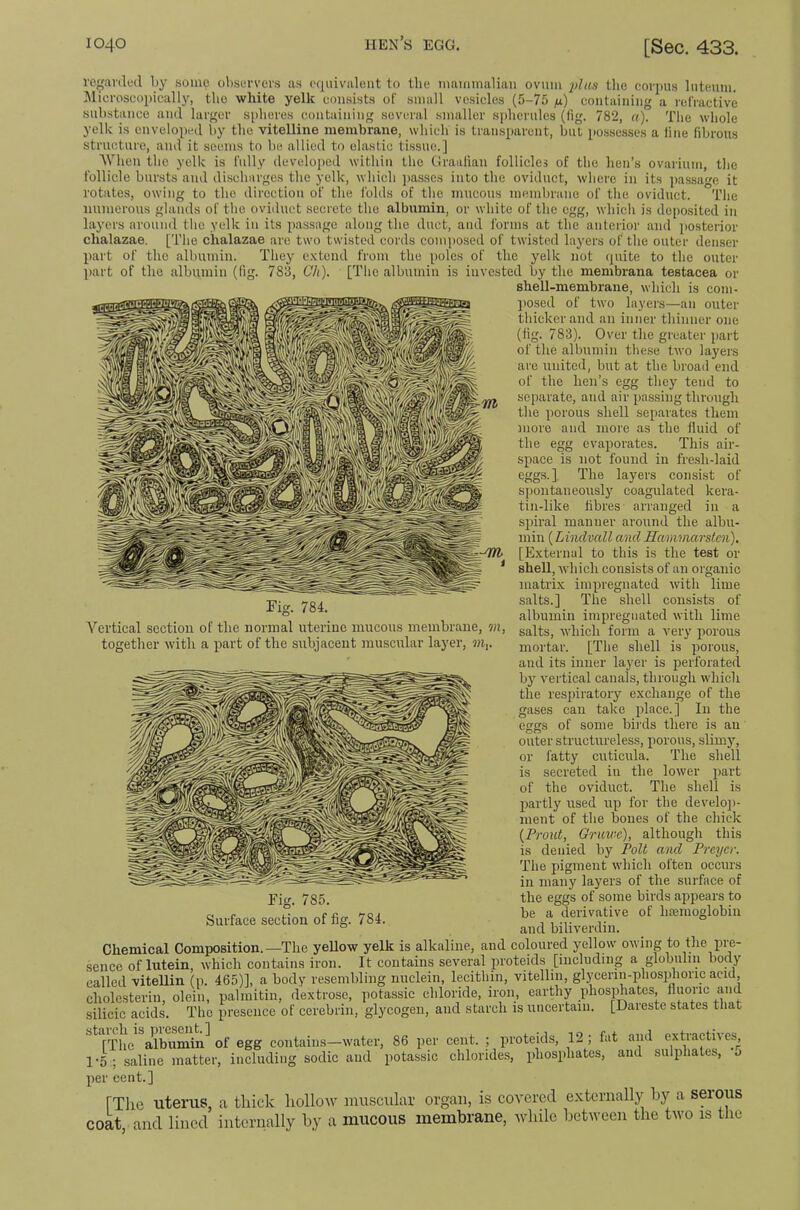 vc^ai'dud by some oliservers as equivalent to the maimnaliaii ovum })las the eoriuis luteum. lilieroseopically, the white yelk consists of small vesicles (5-75 containing a refractive substance and larger spheres containing several smaller spherules (fig. 782, a). The whole yelk is enveloped by the vitelline membrane, which is transparent, but possesses a line fibrous structure, and it seems to be allied to elastic tissue.] AVheu the yelk is fully developed within the Graafian follicles of the hen’s ovarium, the follicle bursts and discharges the yelk, which jiasses into the oviduct, where in its jiassa^e it rotates, owing to the direction of the folds of the mucous inembraiie of the oviduct. The numerous glands of the oviduct secrete the albumin, or white of the egg, which is dc[)osited in laj'crs around the yelk in its passage along the duct, and forms at the anterior and posterior chalazae. [The chalazae arc two twisted cords composed of twisted layers of the outer denser part of the albumin. They c.xtend from the poles of the yelk not (juite to the outer ]iart of the albumin (fig. 783, Ch). [The albumin is invested by the membrana testacea or shell-membrane, which is coni- jiosed of two layei's—an outer thicker and an inner thinner one (tig. 783). Over the greater jiart of the albumin these two layers are united, but at the broad end of the hen’s egg they tend to separate, and air passing through the porous shell separates them more and more as the fluid of the egg evaporates. This air- space is not found in fresh-laid eggs.] The layers consist of spontaneouslj’^ coagulated kera- tin-like fibres arranged in a spiral manner around the albu- min (Lindvall and Hammarsten). [External to this is the test or shell, which consists of an organic matrix impregnated with lime salts.] The shell consists of albumin impregnated with lime salts, which form a very porous mortar. [The shell is porous, and its inner layer is perforated by vertical canals, through which the respiratory exchange of the gases can take place.] In the eggs of some biixls thei'c is an outer structureless, porous, slimy, or fatty cuticula. The shell is secreted in the lower part of the oviduct. The shell is partly used up for the develo])- ment of the bones of the chick {Prout, Griiwc), although this is denied by PoU and Preyer. The pigment which often occurs in many layers of the surface of the eggs of some birds appears to be a derivative of haemoglobin and biliverdin. *6. 784. A^crtical section of the normal uterine mucous membrane, m, together with a part of the subjacent muscular layer, m,. Fig. 785. Surface section of fig. 784. cholc.sterin, olein, palmitin, dextrose, potassic chloride, iron, earthy phosphates, fluoric and silicic acids. The presence of cerebrin, glycogen, and starch is uncertain. [Dareste states that ^*”TThe a\bumin^ of egg contains—water, 86 per cent. ; proteids, 12 ; fat and extractives^ 1-5 ; saline matter, including soclic and potassic chlorides, phosphates, and sulphates, o per cent.] [The uterus, a thick hollow muscular organ, is covered e-\ternally by a serous coat, and lined internally by a mucous membrane, while between the two is the