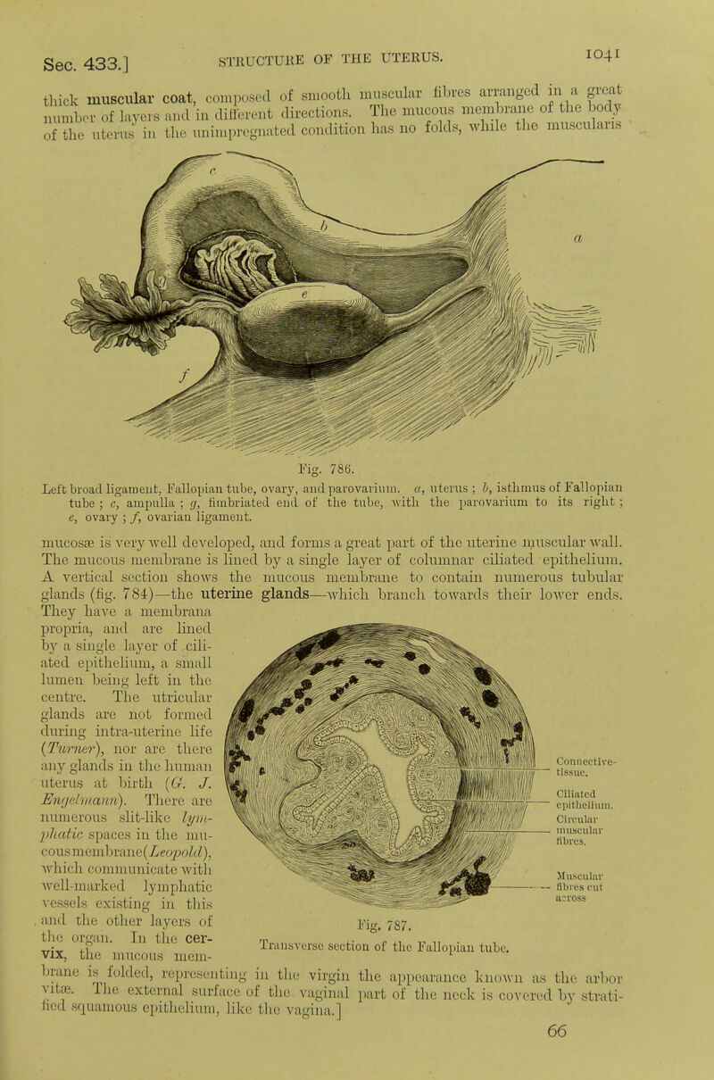 STllUCTUllE OF THE UTERUS. tliick muscular coat, composed of smooth muscular fibres arranged in a peat mimbov of I»Y01-S nml in ililleiT.it .lirections. Tlio imicmis membrai.e of the body of the utenis in the «niini«'ean..ted conditio., has ..0 folds, while tl.o mnseulana Fig. 786. Left broad ligaineut, Fallopian tube, ovary, and parovarium. «, uterus ; h, isthmus of Fallopian tube ; c, ampulla ; g, limbriated end of the tube, with the parovarium to its right ; c, ovary ; /, ovarian liganreut. mucosEe is A'ery rvell developed, and forms a great part of the uterine muscular wall. The mucous membrane is lined by a single layer of columnar ciliated epithelium. A vertical section shows the mucous membrane to contain numerous tubular glands (fig. 784)—the uterine glands—which branch towards their lower ends. They have a membrana propria, and are lined by a single layer of cili- ated epithelium, a small lumen being left in the a centre. The utricular glands are not formed ^ during intra-uterine life Mf'wS-/.'--' ' {Turnar), nor are there any glands in the human uterus at birth [G-. J. Engehnann). There arc numerous slit-like lym- phatic spaces in the mu- cous niembrane(Zf67JO?d), which communicate with Avell-marked lymjdhatic ve.sscls existing in this , and the otlier layers of tlic organ. In tlie cer- vix, the mucous niem- Fig. 787. Transverse section of the Fallopian tube. Connective- tissue. Ciliated epithelium. Circular muscular fibres. Muscular fibres cut across biaiic is^ folded, representing in the virgin the appearance known as the arbor Alt®. I he external surlace of the vaginal part of the neck is covered Iw strati- ned sr|uanious epithelium, like the vagina.] 66