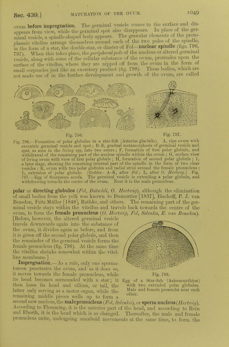 ovum before impregnation. The germinal vesicle comes to tlie surface and dis- unpears from view, while the germinal spot also di.sappears. In place of the ger- luinal vesicle, a .spindle-shaped body a])pears. The p-anular elements of the proto- ])lasmic vitellns arrange th('m.sclves around each of tlie two poles of the .spindle, in the form of a star, the douhh'-star, or diaster of Fol—nuclear spindle (figs. 79G, 797). AVhen this takes place, i\\a peripheral pula of the nucleus or altered germinal vesicle, along with .some of the cellular substance of the ovum, i)rotrudes upon the surface of the vitellu.s, where they are nipped olf from the ovum in tlie form of small corpuscles just like an excretory product (fig. 798). These bodies, which are ’ ’ ' ' '’of the ovum, are called not made use of in the further development anil growth Fig. 796.—Formation of polar globules in a .star-fish (Asterias glacialis). A, ripe oviun with excentric germinal vesicle and spot; B-E, gradual metamorphosis of germinal vesicle and spot, as seen in the living egg, into two .ssters ; F, formation of first polar globule, and withdrawal of tlie remaining part of the nuclear spindle within the ovum ; G, surface view of living ovum with view of first polar globule ; H, formation of second polar globule ; 1, a later stage, showing the remaining internal part of the spindle in the form of two clear vesicles ; K, ovum with two polar globules and radial strife around the female pronucleus ; L, extrusion of polar globule. CGcddcs: A-K, after Fol; L, after 0. Hertwig.) Fig. 797.—Egg of Scorpaena scrofa. The germinal vesicle is extruding a polar globule, and withdrawing towards the centre of the ovum. Near it is the male pronucleus. polar or directing globules {Fol, Butsclili, 0. Heoi.wig), although the elimination of small bodies from the yelk was known to Dumortier [1837], Eischoff, P. J. van Beneden, Pritz Miiller [1848], Rathke, and others. The remaining part of the ger- mmal vesicle stays Avithin the vitellns and travels hack towards the centre of the • ovum, to form the female pronucleus {0. Uerticig, Fol, Selenha, E. van Beneden). [Before, hoAvever, the altered germinal x'esicle travels downwards again into the substance of the ovnm, it divides again as before, and from it is given off the second polar globule, and then the remainder of the germinal vesicle forms the female pronuclens (fig. 796). At the same time the vitellus shrinks someAvhat Avithin Bio Autel- line memhrane.] Impregnation.—As a rule, only one sperma- tozoon penetrates the ovum, and as it does so, it moA'cs toAvards the female pronuclens, Avhile its head becomes surrounded Avith a star; it then loses its head and cilium, or tail, the latter only serving as a motor organ, Avhile the remaining middle pieces Avells np to form a second ncAv nucleus, the male pronucleus {Fol, Selenka), or sperm nucleus (i/er/v6vV/). According to hlemming, it is the anterior ]iart of the head, and according to Rein and Eherth, it is the liead Avhicli is .so changed. Tliereafter, the male and female pronuclens unite, undergoing amoelioid movements at tlie same time, to form the Egg of a Star-fish (Asteracautliion) with two exti'udcd ]iolar globules. Male and female proiiuclei near each other.