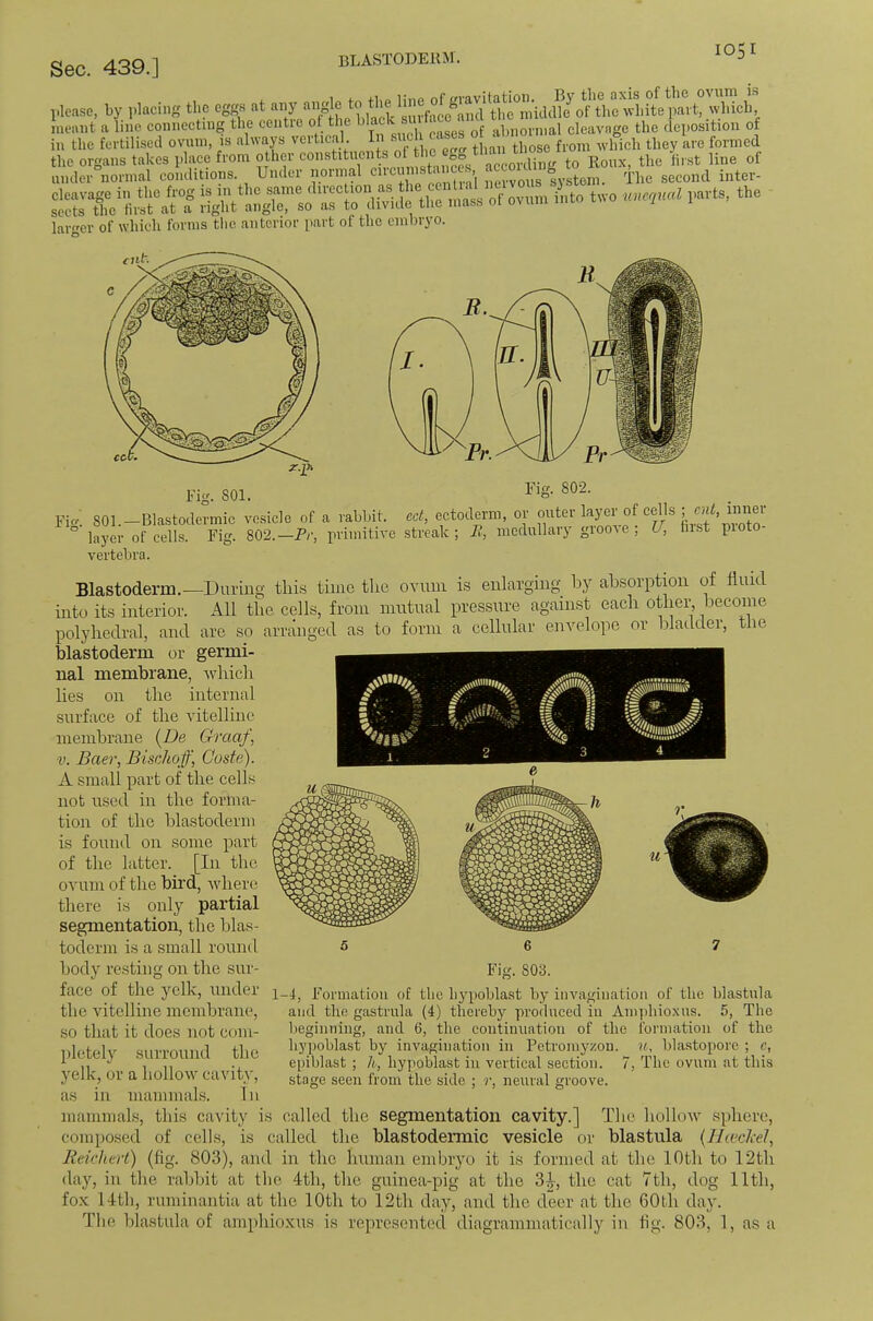 BLASTODEllM. Sec. 439.] BLASTODERM. *°5' lJe.isc, by |.lncins the cgB« at any onbrilbite i>art, lyliicli, meant a line connecting the centie ot tl e ’^lack abnormal cleavage the deposition of in the fertilised ovum, is always vertical I tp^se from which they are formed the organs takes plaee from other constituent according to Roux, the hi st line of under normal conditions Under normal cncumsbW accoi g srfc‘;S”,a';T Hn;tt^rso ib» *«.» the larger of which forms the anterior part of the embryo. r ■ 1 r \ r i) \ / ^ Fig. 802. Fig'. 801.-Blastodermic vesicle of a rabbit, eet, ectoderm, or outer layer of cells 1 layer of cells. Fig. 802.—Pr, primitive streak; P, medullary gioore, U, hist pioto vertebra. Blastoderm.—During this time the ovum i,s enlarging by absorption of fluid into its interior. All the cells, from mutual pressure against each otlier^, becoine polyhedral, and are so arranged as to form a cellular envelope or bladder, the blastoderm or germi- nal membrane, which lies on the internal surface of the vitelline membrane {De Graaf, V. Baer, Bischo f, Costs). A small part of the cells not used in the forma- tion of the blastoderm is found on some part of the latter. [In the ovum of the bird, ivliere there is only partial segmentation, the blas- toderm is a small round. I i , 2 3 body resting on the sur- face of the yelk, under the vitelline membrane, so that it does not com- pletely surround the yelk, or a hollow cavity, as in mammals. In mammals, this cavity is called the segmentation cavity.] The hollow^ sphere, composed of cells, is called the blastodermic vesicle or blastnla (HwckeJ, Reichert) (fig. 803), and in the human embryo it is formed at the 10th to 12th day, in the rabbit at the 4th, the guinea-pig at the 3|-, the cat 7th, dog 11th, fox 14th, ruminantia at the 10th to 12th day, and the deer at the 60th day. The blastnla of amphioxus is represented diagrammatically in fig. 803, 1, as a Fig. 803. 1-4, Formation of tlie bypobla.st by invagination of the blastnla and the gastrula (4) thereby produced in Amiihioxus. 5, The beginning, and 6, the continuation of the formation of the hypoblast by invagination in Petroniyzon. u. blastopore ; c, epiblast ; h, hypoblast in vertical section. 7, The ovum at this stage seen from the side ; r, neural groove.