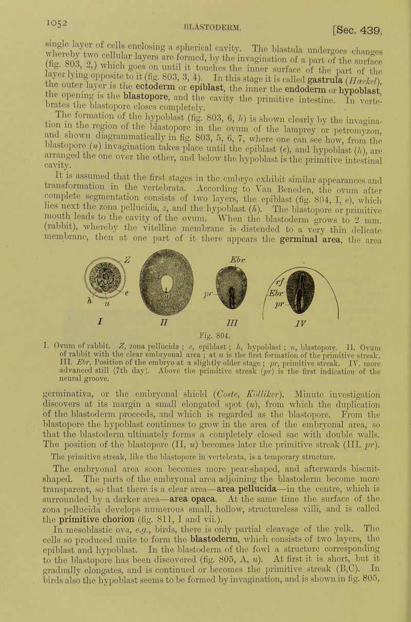 I5LAST0DERM. [Sec. 439. single layer of cells enclosing a .spherical cavity. The hla.stnla nnder-ocs chamres (hcTsO^ ^ ) ■’1 of a ]iart rT the .surface L'^n.l ifc.touches the inner surface of the part of the . f ectoderm or epiblast, the inner the endoderm or hypoblast the opemngMs the blastopore, and the cavity the primitive intestine, l! verte- biates the blastopore closes completely. The formation of the hypoblast (lig. 803, 6, /,) is .shown clearly by the invamna- tion in the region of the blastopore in the ovum of the lamprey or iietromyzon and shown d.agrammatically in fig. 803, .5, G, 7, where one can see how, from the blastopore (ti.) invagination takes place until the epiblast (c), and hypoblast (//,), are arranged the one over the other, and below the hypoblast is the primitive intestinal It IS assumed that the first stages in the embryo exhibit similar appearances and transforination in the vertebrata. According to ^'an Eeneden, the ovum after complete segmentation consists of two layers, the epiblast (fig. 804, T e) which lies next the zona pellucida, z, and the hy]ioblast {h). The blastopore or primitive mouth leads to the cavity of the ovum. When the bla.stoderm grows to 2 mm. (rabbit), Avhereby the vitelline memlirane is distended to a very thin delicate membrane, then at one part of it there appears the geiminal area, the area I II III IV Fig. 804. I. Ovum of rabbit. A, zona pellucida ; c, epiblast; li, li3'poblast; ie, bla.stopore. If. Ovum of rabbit with the clear embiyonal area ; at u is the first formation of the jirimitive .streak. III. Ebr, Position of the embryo at a slightly older stage ; pr, primitive streak. IV. more advanced still (7th day). Above the primitive streak (pr) is the first indication of the neural groove. germiiiativa, or the embryonal shield (Cosie, Kulliher). iNfinute investigation discovers at its margin a small elongated spot (?i), from which the duplication of the blastoderm proceeds, and which is regarded as the lilastopore. From the blastopore the hypoblast continues to grow in the area of the embryonal area, so that the blastoderm ultimately forms a completely closed sac with double Avails. The lAosition of the blastopore (II, «) becomes later the jArimithm streak (III. i^r). The in’imitive streak, like the blastopore in vertebrata, is a temporary structure. The embryonal area soon becomes more pear-shaped, and afteiuvards biscuit- shaped. The parts of the embryonal area adjoining the blastoderm become more transparent, so that there is a clear area—area pellucida—in the centre, Avhich is .surrounded by a darker area—area opaca. At the same time the surface of the zona pellucida deAmlops numerous small, holloAv, structureless Aulli, and is called the primitive chorion (fig. 811, I and vii.). In mesoblastic ova, e.g., birds, there is only partial cleavage of the yelk. The cells so produced unite to form the blastodeim, Avhich consists of tAvo layers, the epiblast and hypoblast. In the blastoderm of the foAvl a structure corresponding to the blastopore lias been discovered (fig. 805, A, u). At first it is short, but it gradually elongates, and is continued or becomes the jirimitive streak (B,C). In birds also the hypoblast seems to be formed bj’' imagination, and is shoAvn in fig. 80o,