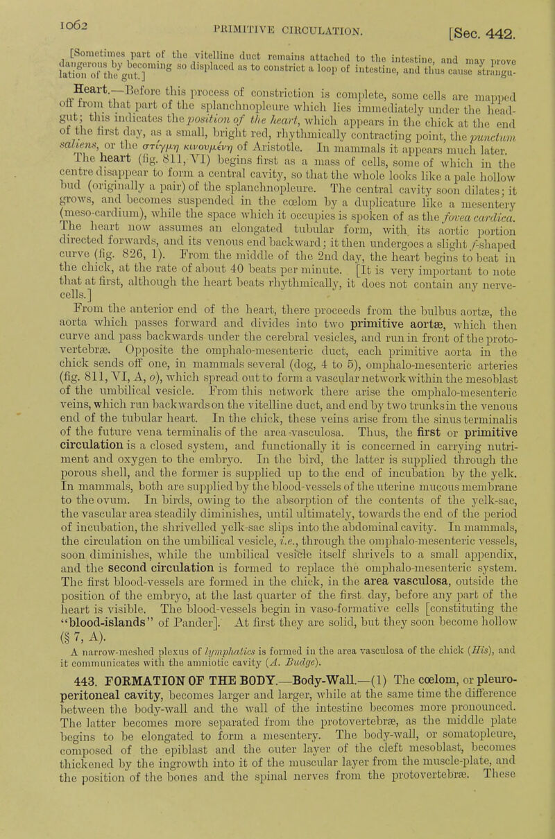 PRIMITIVE ClRCULATION. [Sec. 442. [Sometinios part of tlie vitelline duct remains attached to the intestine, and may Drove ktimrrLe^gutJ ‘lisplaced as to constrict a loop of intestine, and thus canse strJngu- Heart —]]efore this in-ocess of constriction is complete, some cells are mapped on trom that part of the splanchnoplenre Avhich lies immediately under the head- gut; this indicates the^wsiYtmi 0/ the heart, Avhich appears in the chick at the end of the hrst day, as a small, hright red, rhythmically contracting point, the pwitcfitui mtiens, ox the arty/xTy Kirou/xei/Ty of Aristotle. In mammals it ai>pears much later. ihe heart (lig. 811,Aa) begins first as a mass of cells, some of vdiich in the centre disappear to form a central cavity, so that the whole looks like a pale hollow biid (originally a pair) of the splanchnoplenre. The central cavity soon dilates; it grows, and becomes suspended in the coelom liy a dnplicatiire like a mesentery (meso-cardium), Avhile the space which it occupies is spoken of as the fovea cardica. The heart now assumes an elongated tuljular form, with its aortic portion directed forwards, and its venous end backward; it then undergoes a .slight/-shaped curve (fig. 826, 1). From the middle of the 2nd day, the heart begins to beat in the chick, at the rate of aliout 40 beats per minute. [It is very important to note that at first, although the heart beats rhythmically, it does not contain any nerve- cells.] From the anterior end of the heart, there proceeds from the bulbus aortse, the aorta which passes forward and divides into two primitive aortae, which then curve and pass backwards under the cerebral vesicles, and run in front of the proto- vertebrae.. Opposite the omphalo-uiesenteric duct, each primitive aorta in the chick sends off one, in mammals several (dog, 4 to 5), omphalo-meseiiteric arteries (fig. 811, YI, A, 0), which spread out to form a vascular network within the mesoblast of the umbilical vesicle. From this network there arise the omjdialo-mesenteric veins, which run backwardson the vitelline duct, and end by two trunksiii the venous end of the tubular heart. In the chick, these veins arise from the sinus terminalis of the future vena terminalis of the area ’Vasculosa. Thus, the first or primitive circulation is a closed system, and functionally it is concerned in carrying nutri- ment and oxygen to the embiyo. In the bird, the latter is supplied through the porous shell, and the former is supplied up to the end of incubation by the yelk. In mammals, both are supplied by the blood-vessels of the uterine mucous membrane to the ovum. In birds, owing to the absorption of the contents of the yelk-sac, the vascular area steadily diminishes, until ultimately, towards the end of the period of incubation, the shrivelled yelk-sac slips into the abdominal cavity. In mammals, the circulation on the umbilical vesicle, i.e., through the omphalo-mesenteric vessels, soon diminishes, while the umbilical vesicle itself shrivels to a small appendix, and the second circulation is formed to replace the omphalo-mesenteric system. The first blood-vessels are formed in the chick, in the area vasculosa, outside the position of the embryo, at the last quarter of the first day, before any part of the heart is visible. The blood-vessels begin in vaso-formative cells [constituting the “blood-islands” of Pander]. At first they are solid, but they soon become hollow (§ 7, A). A narro\v-ine.slied ple.vus of lymphatics is formed in the area vasculosa of the chick {His), and it communicates with the amniotic cavity {A. Budge). 443. FORMATION OF THE BODY.—Body-WaU.—(l) The coelom, or pleui’O- peritoneal cavity, becomes larger and larger, while at the same time the difference between the body-wall and the wall of the intestine becomes more pronounced. The latter becomes more separated from the protovertebrse, as the middle plate begins to be elongated to form a mesentery. The body-wall, or somatopleure, composed of the ej)iblast and the outer layer of the cleft mesoblast, becomes thickened by the ingrowth into it of the muscular layer from the muscle-plate, and the position of the bones and the spinal nerves from the protovertebi’ce. These