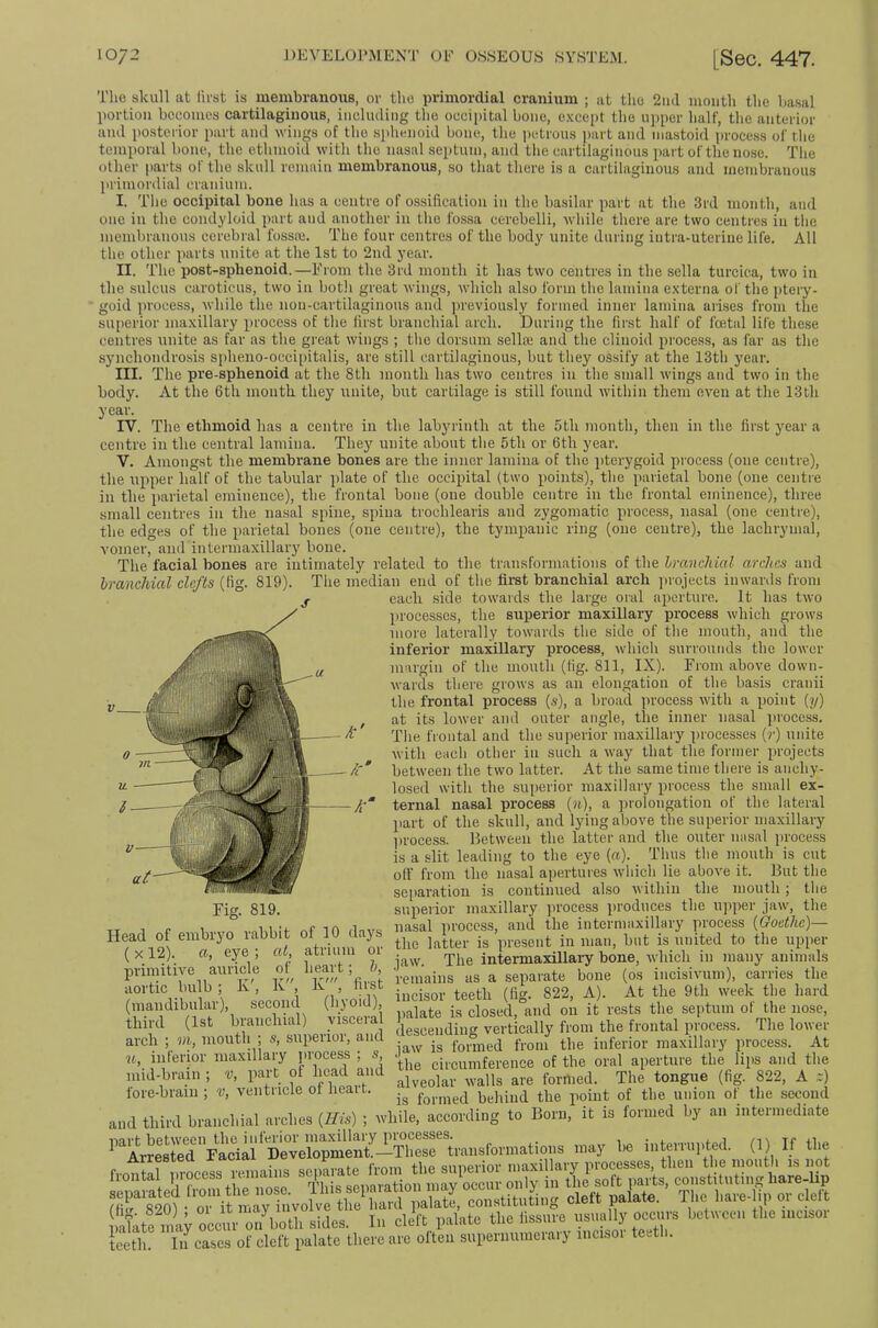 The skull at first is membranous, or the primordial cranium ; at the 2ml month the basal portion bocomos cartilaginous, inckuliiig the occipital bone, e.vcept the uiiper half, the anterior and posterior part anil wings of the s]ihenoiil bone, the petrous part and mastoid process of the temporal bone, the ethmoid with the nasal septum, and the cartilaginous jiart of the nose. The other parts of the skull remain membranous, so that there is a cartilaginous and membranous primordial cranium. I. Tlie occipital bone has a centre of ossification in the basilar part at the 3rd month, and one in the condyloid part and another in the fossa cerebelli, while there are two centres in the membranous cerebral foss.'c. The four centres of the body unite during intra-uterine life. All the other parts unite at the 1st to 2nd year. II. The post-sphenoid.—From the 3rd month it has two centres in the sella turcica, two in the sulcus caroticus, two in botli great wings, which also form the lamina externa of the ptery- goid ])rocess, while the non-cartilaginous and previously formed inner lamina arises from the su[)crior maxillary process of the first branchial arch. During the first half of fcetal life these centres unite as far as the great wings ; tlie dorsum sellte and the clinoid process, as far as the synchondro.sis spheiio-occipitalis, are still cartilaginous, but they ossify at the 13th year. III. The pre-sphenoid at the 8th month has two centres in the small wings and two in the body. At the 6th month they unite, but cartilage is still found within them even at the 13th year. rV. The ethmoid has a centre in the labyrinth at the 5th month, then in the first year a centre in the central lamina. They unite about the 5th or 6th year. V. Amongst the membrane bones are the inner lamina of the pterygoid process (one centre), the upper half of the tabular plate of the occipital (two points), the parietal bone (one centre in the parietal eminence), the frontal bone (one double centre in the frontal eminence), three small centres in the nasal spine, spina trochlearis and zygomatic process, nasal (one centre), the edges of the parietal bones (one centre), the tympanic ring (one centre), the lachrymal, vomer, and intermaxillary bone. The facial bones are intimately related to the tr.ansformations of the hranchial arches and hranchial clefts (fig. 819). The median end of the fii-st branchial arch jirojects inwards from each side towards the large oral aperture. It has two processes, the superior maxillary process which grows more laterally towards the side of the mouth, and the inferior maxillary process, which surrounds the lower margin of the mouth (fig. 811, IX). From above down- wards there grows as an elongation of the basis cranii the frontal process (s), a broad process with a point (y) at its lower and outer angle, the inner nasal process. The frontal and the superior maxillary processes (r) unite with each other in such a way that the former projects between the two latter. At the same time there is anchy- losed with the superior maxillary process the small ex- ternal nasal process (ji), a prolongation of the lateral part of the skull, and lying above the superior maxillary l>rocess. Between the latter and the outer nasal process is a slit leading to the eye (a). Thus the mouth is cut olF from the nasal apertures which lie above it. But the seiiaratioii is continued also within the mouth; the superior maxillary ]irocess produces the ujiper jaw, the f 1 muf in riovc, nasal process, and the intermaxillary process {Goethe)— Head of embryo rabbit of 10 days is present in man, but is united to the upper (xl2). a, eye ; at, atiium oi The intermaxillai-y bone, which in many animals i-tnains as a sepamta aortic bulb bone (os incisivum), carries the /I IN incisor teeth (fi-. 822, A). At the 9tli week the hard (mandibular), second closed,°and on it rests the sejitum of the nose, third (1st branchial) yisceial ^g,.^cally from the frontal process. The lower arch ; m, mouth ; s, siiperioi, and tbnned from the inferior maxillary process. At u, inferior maxillary process ; s . circumference of the oral aperture the lips and the mid-brain ; part of head and fo,„,ed. The tongue (fig. 822, A .) lore-braiii; v, ventiicle of heait. formed behind the point of the union of the second and third branchial arches {His) ; while, according to Born, it is formed by an intermediate '“mired’“J’ (>> Arresiea xamai n cunprior maxillary processes, then the mouth is not