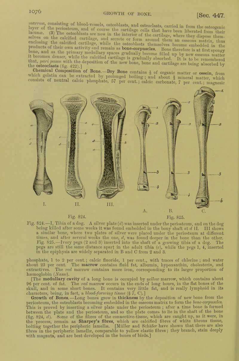 OllOVVTll OF JJONE. [Sec. 447. 1 ivPvTf of blood-vp.ssels, osteoblasts, and osteoclasts, carried in from the osteoeenic lacn iffi^ * cells that have been liberated from their spW n„ ti /''■e now m the interior of the cartilage, where they dispose them sehes on the calcibed cartilage, and secrete or form around them an o.sseoiis matrix thus nroihmt>fnr 0° “ Cartilage, while the osteoblasts themselves become embedded in the piodiicts of their own activity and remain as bone-corpuscles. Hone therefore is at first snoiiL^v bone, and as the primary medullary spaces gradually become filled up by new osseous matter itbeconie.s denser, vyliile the calcified cartilage is gradually absorbed. ^It\s to be remembered contains i of organic matter or ossein, from extracted by prolonged boiling; and about | mineral matter, which consists of neutral calcic phosphate, 57 per cent,; calcic carbonate, 7 per cent.; magnesic Fig. 824.—I, Tibia of a dog. A silver plate {cl) was inserted under the periosteum, and on the dog being killed after some weeks it was found embedded in the bony shaft at d II. Ill shows a similar bone, where two fdates of silver were placed under the periosteum at different times, and after several weeks the one, d, was found deeper in the bone than the other. Fig. 825.—Ivory pegs (2 and 3) inserted into the shaft of a growing tibia of a dog. The pegs are still the .same distance apart in the adult tibia (c), Avhile the pegs 1, 4, inserted in the epiphysis are widely separated in B and C from 2 anti 3. phosphate, 1 to 2 per cent.; calcic fluoride, 1 per cent., with traces of chlorine; and water about 23 per cent. The niaiTow contains fluid fat, albumin, hypoxanthin, cbolesterin, and extractives. The red marrow coirtains more iron, corresponding to its larger proportion of Inemoglobin {Nasse). [The medullaiy cavity of a long bone is occupied by yellow marrow, which contains about 96 per cent, of fat. The red marrow occurs in the ends of long bones, in the flat bones of the skull, and in some short bones. It contains very little fat, and is really lymphoid in its characters, being, in fact, a hlood-forming tissue (§ 7, C).] Growth of Bones.—Long bones grow in thickness by the deposition of new bone from the perio.steum, the osteoblasts becoming embedded in the osseous matrix to form the honc-corgniseles. This is proved by inserting a silver plate under the periosteum ; after a time bone is formed between the plate and the periosteum, and so the plate comes to lie in the shaft of tlie bone (fig. 824, d). Some of the fibres of the connective-tissue, which are caught up, as it were, in the process, remain as Sharpey’s fibres, which are calcified fibres of white fibrous tissue, bolting together the peripheric lamelltE. [Miiller and Schafer have shown that there are also fibres in the peripheric lamellie, comparable to yellow elastic fibres ; they branch, stain deeply with magenta, and are best develofied in the bones of birds.]