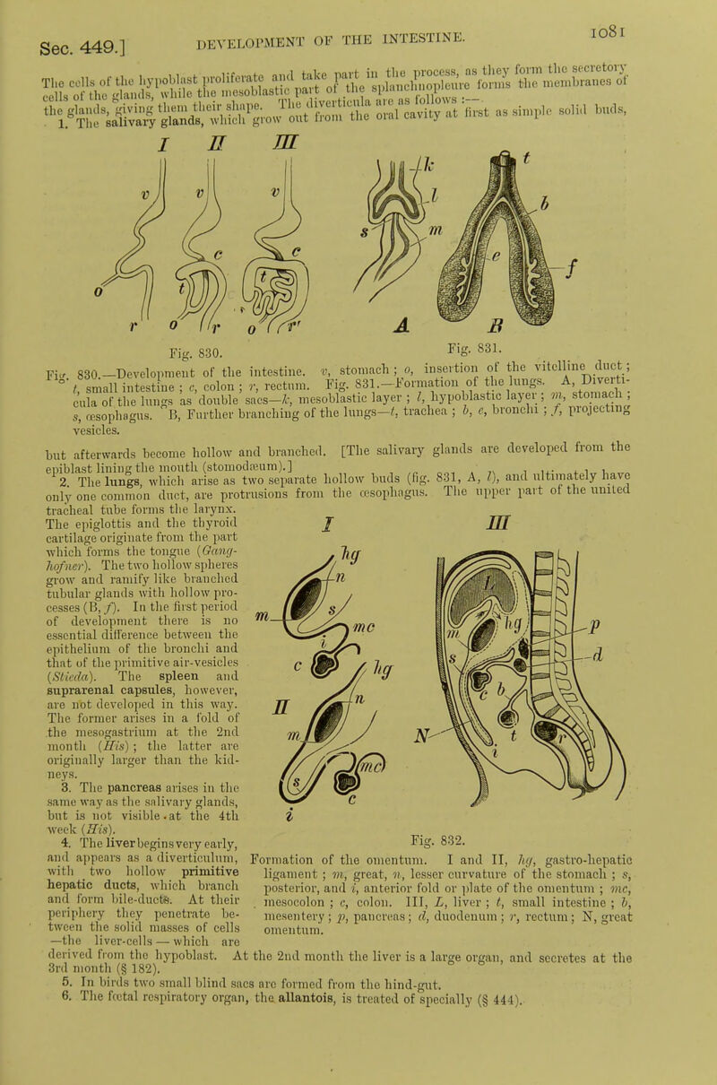 io8i lelL pait'oF lon.s the n.e,.bra.,es of I n m Fig. 830. Fig. 831. Fi-' 830.—Development of the intestine, v, stomach ; o, insertion ol the vitelline duct, ° t small intestine ; e, colon ; r, rectum. Fig. 831 .-Formation of the luiig.s. A, Diverti- cula of the lungs as double sacs—/r, mesoblastic layer; f hypoblastic layei_, ?n, stomachy s, msophagus. B, Further branching of the lungs—C, trachea ; h, e, bronchi ; /, piojecting vesicles. but afterwards become hollow and branched. [The salivary glands are developed from the epiblast lining the month (stomodamm).] 4. i . 2. The lungs, which arise as two separate hollow buds (fig. 831, A, Ij, and ultimately have only one common duct, are protrusions from the cesophagus. Tlie upper part of the muled tracheal tube forms the larynx. The epiglottis and the thyroid III cartilage originate from the part which forms the tongue {Gang- hofner). The two hollow spheres grow and ramify like branched tubular glands with hollow pro- cesses (B, /). In the first period of development there is no essential difference between the epithelium of the bronchi and that of the primitive air-vesicles (Stieda). The spleen and suprarenal capsules, however, are not developed in this way. The former arises in a fold of the mesogastrium at the 2nd month (His); the latter are originally larger than the kid- neys. 3. The pancreas arises in the same way as the salivary glands, but is not visible.at the 4tli week {His). 4. The liver begins very early, and appears as a diverticulum, with two hollow primitive hepatic ducts, which branch and form hile-ductti. At their periphery they penetrate be- tween the solid masses of cells —the liver-cells — which are derived from the hypoblast. At the 2nd month the liver is a large organ, and secretes at the 3rd month (§ 182). 5. In birds two small blind sacs arc formed from the hind-giit. 6. The foetal re.spiratory organ, tha allantois, is treated of specially (§ 444). Fig. 832. Formation of the omentum. I and II, hg, gastro-hepatic ligament; m, great, n, lesser curvature of the stomach ; s, posterior, and i, anterior fold or ])late of the omentum ; one, mesocolon ; c, colon. Ill, L, liver ; t, small intestine ; b, mesentery ; p, pancreas; d, duodenum ; ?•, rectum; N, great omentum.
