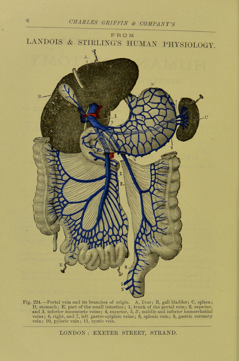 0 FROM LANDOIS & STriiLINtiS HUMAN 1>HYS10L0GY. Fig. 224.—Portal vein and its branches of origin. A, liver; B, gall-bladder; C, spleen; D, stomach; E, part of the small intestine; 1, trunk of the portal vein; 2, superior, and 3, inferior mesenteric veins; 4, superior, 5, 5', middle and inferior haemorrhoidal veins; 6, right, and 7, left gastro-epiploic veins; 8, splenic vein; 9, gastric coronary vein; 10, pyloric vein; 11. cystic vein.