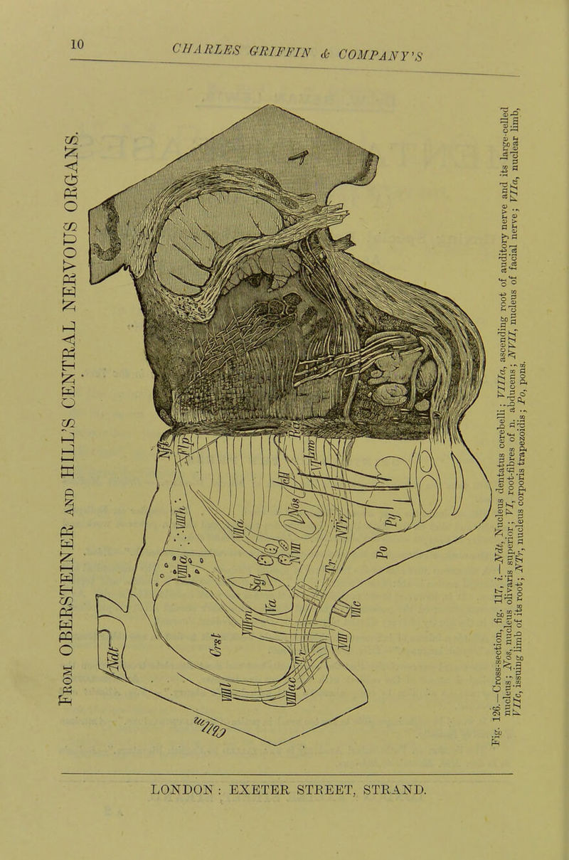 From OBEESTEINEE and HILL’S CENTEAL NEEVOUS OEGANS.