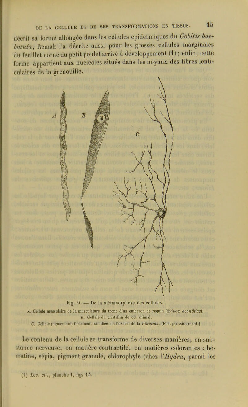 décrit sa forme allongée dans les cellules épidermiques du Cobitis bar- batula; Remak l’a décrite aussi pour les grosses cellules marginales du feuillet corné du petit poulet arrivé à développement (1); enlin, cette forme appartient aux nucléoles situés dans les noyaux des fibres lenti- culaires de la grenouille. Fig. 9. — De la métamorphose des cellules. A. Cellule musculaire de la musculature du tronc d’un embryon de requin (Spinax acanthias). B. Cellule du cristallin de cet animal. C. Cellule pigmentaire fortement ramifiée de l’ovaire de la Piscicola. (Fort grossissement.) Le contenu de la cellule se transforme de diverses manières, en sub- stance nerveuse, en matière contractile, en matières colorantes : hé- matine, sépia, pigment granulé, cbloropbyle (chez YHyclra, parmi les (1) Loc. cil., planche 1, fig. l/l.