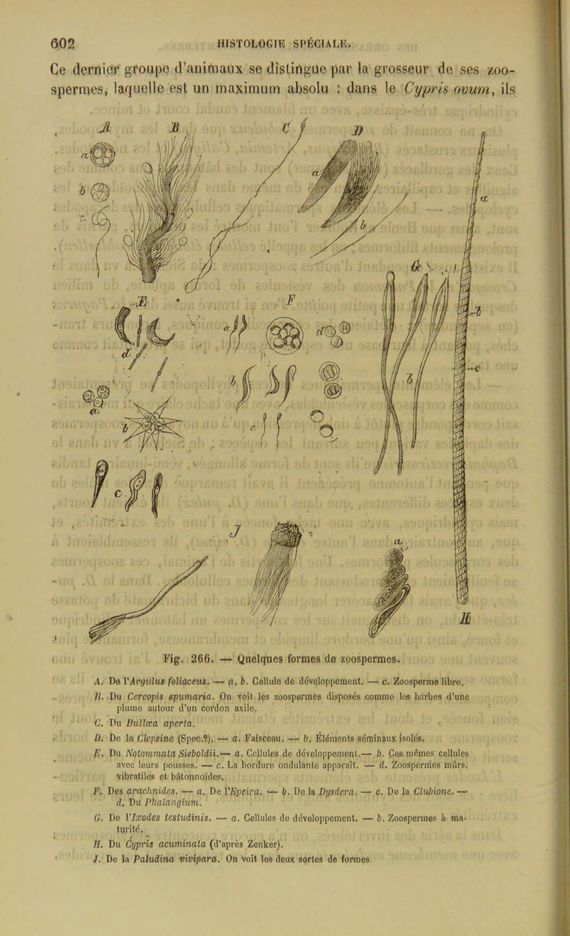 Fig. 266. — Quelques formes de zoospermes. A. Do VArgnlus foliaccus. — n, b. Cellule de développement. — c. Zoospernie libro. li. Du Cercopis spumaria. On voit les zoospormes disposés comme les barbes d’une plume autour d’un cordon axilo. C. Du Dullœa aperta. D. Do la Clepsine (Spoc.Ÿ), — a. Faisceau. — b. Éléments séminaux isolés. E. Du Notommata Sieboldii.— a. Cellules de développement.— b. Ces mêmes cellules avec leurs pousses. — c. La bordure ondulante apparaît. — d. Zoospernies mûrs, vibratilcs et bûtonnoïdes. F. Des arachnides. — a. De VEpeira. — b. Do la Dysdera. — c. De la Clubione. — d. Du Phalangium. G. De l'Ixodes testudinis. — a. Cellules de développement. — b. Zoospermes à ma- turité. II. Du Cypris acuminala (d'après Zenker). J. De la Paludina vivipara. On voit les deux sortes de formes Ce dernier groupe d’animaux se distingue par la grosseur de ses zoo- spermes, laquelle est un maximum absolu : dans le Cypris nvwn, ils