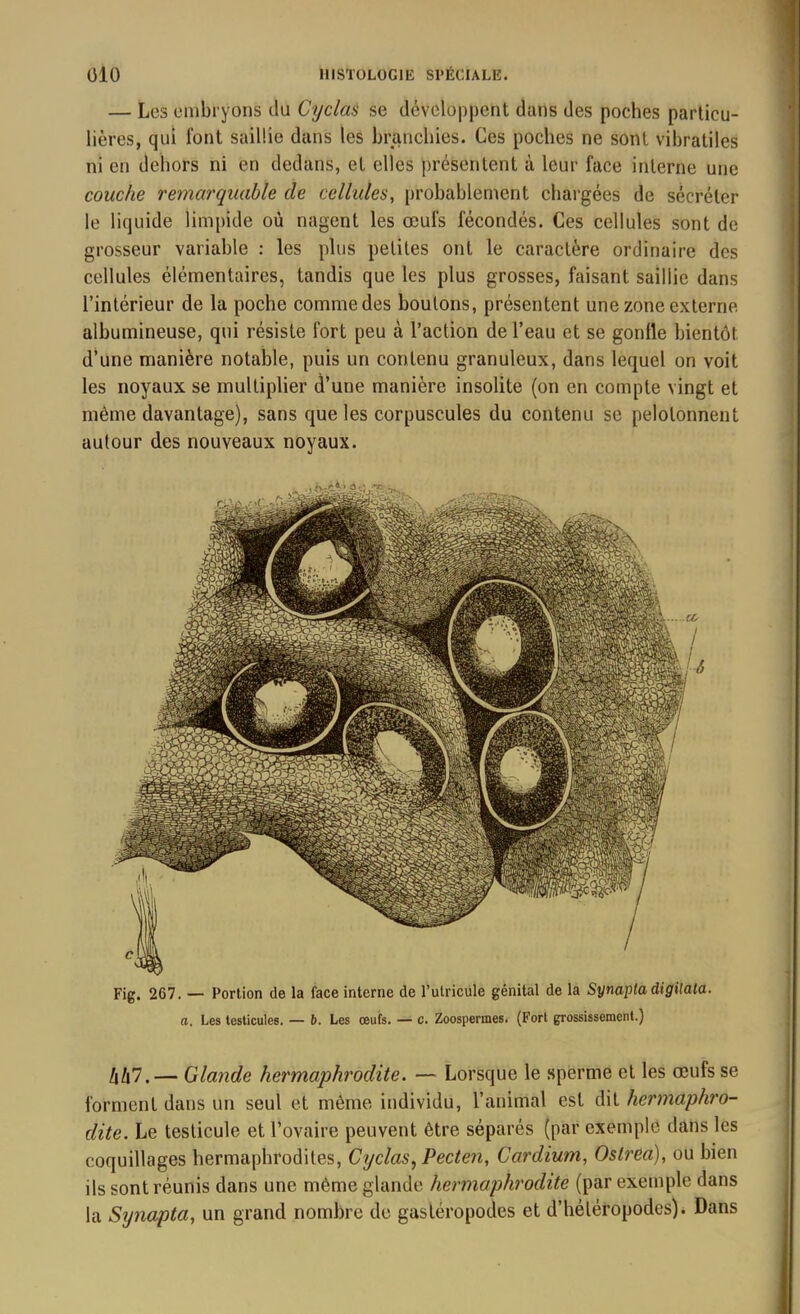 — Les embryons du Cyclas se développent dans des poches particu- lières, qui font saillie dans les branchies. Ces poches ne sont vibratiles ni en dehors ni en dedans, et elles présentent à leur face interne une couche remarquable de cellules, probablement chargées de sécréter le liquide limpide où nagent les œufs fécondés. Ces cellules sont de grosseur variable : les plus petites ont le caractère ordinaire des cellules élémentaires, tandis que les plus grosses, faisant saillie dans l’intérieur de la poche comme des boulons, présentent une zone externe albumineuse, qui résiste fort peu à l’action de l’eau et se gordle bientôt d’une manière notable, puis un contenu granuleux, dans lequel on voit les noyaux se multiplier d’une manière insolite (on en compte vingt et même davantage), sans que les corpuscules du contenu se pelotonnent autour des nouveaux noyaux. Fig. 267. — Portion de la face interne de l’utricule génital de la Synapta digilata. a. Les testicules. — b. Les œufs. — c. Zoospermes. (Fort grossissement.) /i/i7.— Glande hermaphrodite. — Lorsque le sperme et les œufs se forment dans un seul et même individu, l’animal est dit hermaphro- dite. Le testicule et l’ovaire peuvent être séparés (par exemple dans les coquillages hermaphrodites, Cyclas, Pecten, Cardium, Oslréa), ou bien ils sont réunis dans une même glande hermaphrodite (par exemple dans la Synapta, un grand nombre de gastéropodes et d’héléropodes). Dans