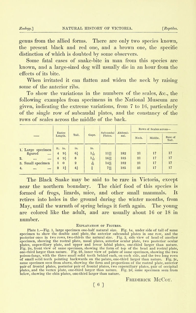 genus from the allied forms. There are only two species known, the present black and red one, and a brown one, the specific distinction of which is doubted by some observers. Some fatal cases of snake-bite in man from this species are known, and a large-sized dog will usually die in an hour from the effects of its bite. When irritated it can flatten and widen the neck by raising some of the anterior ribs. To show the variations in the numbers of the scales, &c., the following examples from specimens in the National Museum are given, indicating the extreme variations, from 7 to 16, particularly of the single row of subcaudal plates, and the constancy of the rows of scales across the middle of the back. — Entire Length. Tail. Gape. Subcaudal Plates. Abdomi- nal. Bows of Scales across— Neck. Middle. Tail.°£ 1.' Large specimen ft. in. in. in. figured 4 9J 6f HI 182 21 17 17 2. 4 9* 8 *ft 16i 185 21 17 17 3. Small specimen 1 0 2 ft 14|{ 182 21 17 17 4. 2 If 3 71 185 2! 17 17 The Black Snake may be said to be rare in Victoria, except near the northern boundary. The chief food of this species is formed of frogs, lizards, mice, and other small mammals. It retires into holes in the ground during the winter months, from May, until the warmth of spring brings it forth again. The young are colored like the adult, and are usually about 16 or 18 in number. Explanation of Figubes. Plate 1.—Fig. 1, large specimen one-half natural size. Fig. la, under side of tail of same specimen to show the double anal plate, the anterior subcaudal plates in one row, and the posterior ones in two rows, two-thirds the natural size. Fig. 2, side view of head of another specimen, showing the rostral plate, nasal plates, anterior ocular plate, two posterior ocular plates, superciliary plate, and upper and lower labial plates, one-third larger than nature. Fig. 2a, front view of same specimen, showing the form of top of the head and rostral plate, one-third larger than nature. Fig. 2b, inner view of palate of same specimen, showing the two poison-fangs, with the three small solid teeth behind each, on each side, and the two long rows of small solid teeth pointing backwards on the palate, one-third larger than nature. Kg. 2c,, same specimen seen from above, showing the form and proportions of the rostral plate, anterior pair of frontal plates, posterior pair of frontal plates, two superciliary plates, pair of occipital plates, and the vertex plate, one-third larger than nature. Fig. 2d, same specimen seen from below, showing the chin plates, one-third larger than nature. [6] Frederick McCoy.