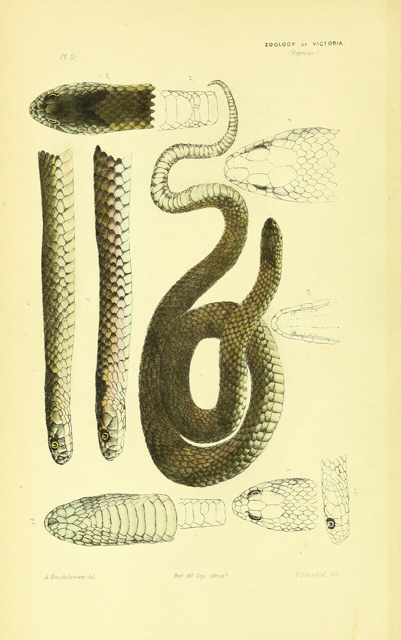 ZOOLOGY Of VICTORIA. fReptiles ) A Bou-Ckolonietr, del. Hof M- Coy, clcrexf I.Scherviild