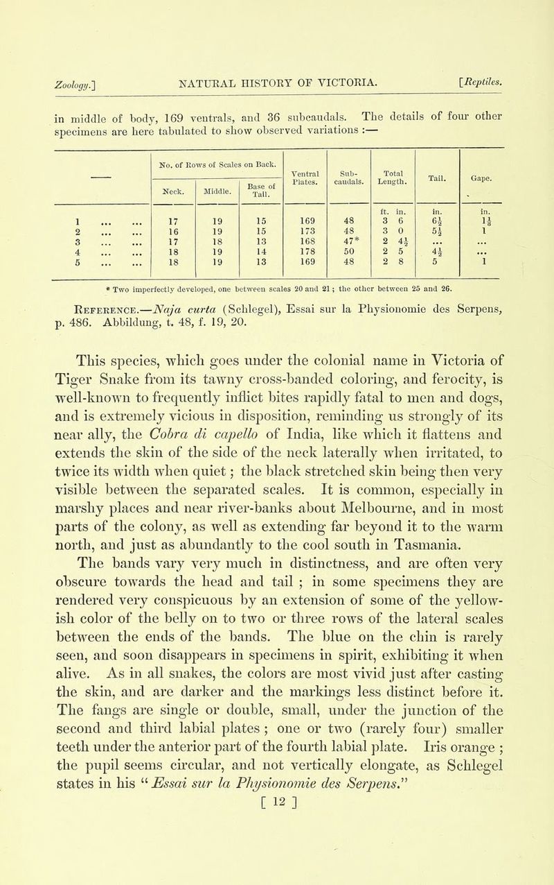 in middle of body, 169 ventrals, and 36 subcaudals. The details of four other specimens are here tabulated to show observed variations :— — No. of Rows of Scales on Back. Ventral Plates. Sub- caudals. Total Length. Tail. Gape. Neck. Middle. Base of Tail. ft. in. in. in 1 17 19 15 169 48 3 6 6% n 2 16 19 15 173 48 3 0 5 h i 3 17 18 13 168 47* 2 H 4 18 19 14 178 50 2 5 n 5 18 19 13 169 48 2 8 5 i * Two imperfectly developed, one between scales 20 and 21; the other between 25 and 26. Reference.—Naja curta (Schlegel), Essai sur la Physionomie des Serpens, p. 486. Abbildung, t. 48, f. 19, 20. This species, which goes under the colonial name in Victoria of Tiger Snake from its tawny cross-banded coloring, and ferocity, is well-known to frequently inflict bites rapidly fatal to men and dogs, and is extremely vicious in disposition, reminding us strongly of its near ally, the Cobra di capello of India, like which it flattens and extends the skin of the side of the neck laterally when irritated, to twice its width when quiet; the black stretched skin being then very visible between the separated scales. It is common, especially in marshy places and near river-banks about Melbourne, and in most parts of the colony, as well as extending far beyond it to the warm north, and just as abundantly to the cool south in Tasmania. The hands vary very much in distinctness, and are often very obscure towards the head and tail ; in some specimens they are rendered very conspicuous by an extension of some of the yellow- ish color of the belly on to two or three rows of the lateral scales between the ends of the bands. The blue on the chin is rarely seen, and soon disappears in specimens in spirit, exhibiting it when alive. As in all snakes, the colors are most vivid just after casting the skin, and are darker and the markings less distinct before it. The fangs are single or double, small, under the junction of the second and third labial plates ; one or two (rarely four) smaller teeth under the anterior part of the fourth labial plate. Iris orange ; the pupil seems circular, and not vertically elongate, as Schlegel states in his “ Essai sur la Physionomie des Serpens