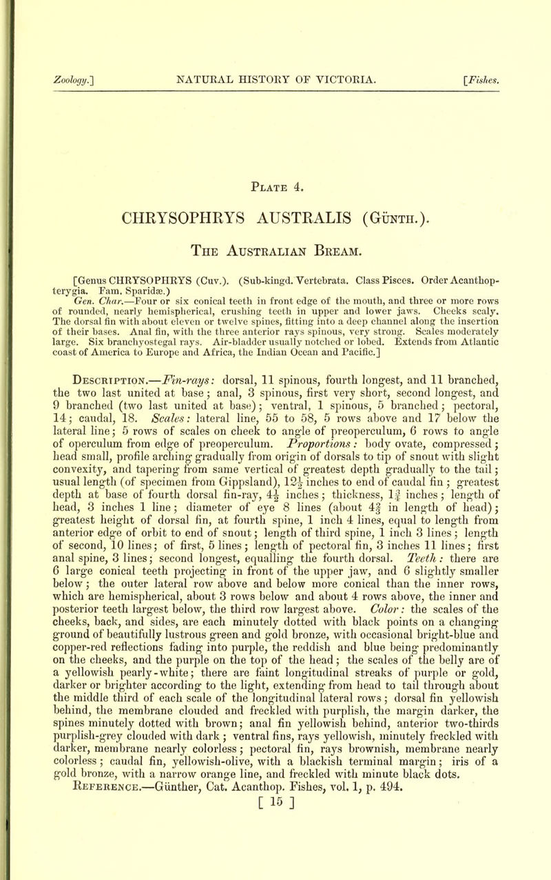 Plate 4. CHRYSOPHRYS AUSTRALIS (Gunth.). The Australian Bream. [Genus CHRYSOPHRYS (Cuv.). (Sub-kingd. Vertebrata. Class Pisces. Order Acanthop- terygia. Pam. Sparidse.) Gen. Char.—Four or six conical teeth in front edge of the mouth, and three or more rows of rounded, nearly hemispherical, crushing teeth in upper and lower jaws. Cheeks scaly. The dorsal fin with about eleven or twelve spines, fitting into a deep channel along the insertion of their bases. Anal fin, with the three anterior rays spinous, very strong. Scales moderately large. Six branchyostegal rays. Air-bladder usually notched or lobed. Extends from Atlantic coast of America to Europe and Africa, the Indian Ocean and Pacific.] Description.—Fin-rays: dorsal, 11 spinous, fourth longest, and 11 branched, the two last united at base; anal, 3 spinous, first very short, second longest, and 9 branched (two last united at base); ventral, 1 spinous, 5 branched; pectoral, 14; caudal, 18. Scales: lateral line, 55 to 58, 5 rows above and 17 below the lateral line; 5 rows of scales on cheek to angle of preoperculum, 6 rows to angle of operculum from edge of preoperculum. Pro-portions : body ovate, compressed ; head small, profile arching gradually from origin of dorsals to tip of snout with slight convexity, and tapering from same vertical of greatest depth gradually to the tail; usual length (of specimen from Gippsland), 121? inches to end of caudal fin; greatest depth at base of fourth dorsal fin-ray, 4-| inches; thickness, If inches; length of head, 3 inches 1 line; diameter of eye 8 lines (about 4§ in length of head); greatest height of dorsal fin, at fourth spine, 1 inch 4 lines, equal to length from anterior edge of orbit to end of snout; length of third spine, 1 inch 3 lines; length of second, 10 lines; of first, 5 fines; length of pectoral fin, 3 inches 11 fines; first anal spine, 3 fines; second longest, equalling the fourth dorsal. Teeth: there are 6 large conical teeth projecting in front of the upper jaw, and 6 slightly smaller below; the outer lateral row above and below more conical than the inner rows, which are hemispherical, about 3 rows below and about 4 rows above, the inner and posterior teeth largest below, the third row largest above. Color: the scales of the cheeks, back, and sides, are each minutely dotted with black points on a changing ground of beautifully lustrous green and gold bronze, with occasional bright-blue and copper-red reflections fading into purple, the reddish and blue being predominantly on the cheeks, and the purple on the top of the head; the scales of the belly are of a yellowish pearly-white; there are faint longitudinal streaks of purple or gold, darker or brighter according to the fight, extending from head to tail through about the middle third of each scale of the longitudinal lateral rows ; dorsal fin yellowish behind, the membrane clouded and freckled with purplish, the margin darker, the spines minutely dotted with brown; anal fin yellowish behind, anterior two-thirds purplish-grey clouded with dark; ventral fins, rays yellowish, minutely freckled with darker, membrane nearly colorless; pectoral fin, rays brownish, membrane nearly colorless; caudal fin, yellowish-olive, with a blackish terminal margin; iris of a gold bronze, with a narrow orange line, and freckled with minute black dots. Reference.—Gunther, Cat. Acanthop. Fishes, vol. 1, p. 494. [ 15 ]