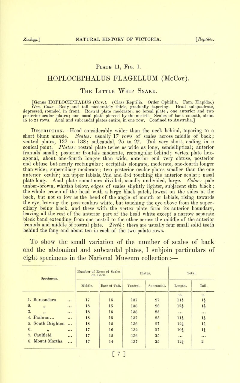 Plate 11, Fig. 1. HOPLOCEPHALUS FLAGELLUM (McCoy). The Little Whip Snake. [Genus HOPLOCEPHALUS (Cur.). (Class Reptilia. Order Ophidia. Fam. Elapidae.) Gen. Char.—Body and tail moderately thick, gradually tapering. Head subquadrate, depressed, rounded in front. Rostral plate moderate ; no loreal plate ; one anterior and two posterior ocular plates ; one nasal plate pierced by the nostril. Scales of back smooth, about 15 to 21 rows. Anal and subcaudal plates entire, in one row. Confined to Australia.] Description.—Head considerably wider than the neck behind, tapering to a short blunt muzzle. Scales: usually 17 rows of scales across middle of back; ventral plates, 132 to 138; subcaudal, 25 to 27. Tail very short, ending in a conical point. Plates: rostral plate twice as wide as long, semielliptical; anterior frontals small; posterior frontals moderate, rectangular behind; vertex plate hex- agonal, about one-fourth longer than wide, anterior end very obtuse, posterior end obtuse but nearly rectangular; occipitals elongate, moderate, one-fourth longer than wide; superciliary moderate; two posterior ocular plates smaller than the one anterior ocular; six upper labials, 2nd and 3rd touching the anterior ocular; nasal plate long. Anal plate sometimes divided, usually undivided, large. Color: pale umber-brown, whitish below, edges of scales slightly lighter, subjacent skin black; the whole crown of the head with a large black patch, lowest on the sides at the back, but not so low as the bend of the angle of mouth or labials, rising towards the eye, leaving the post-oculars white, but touching the eye above from the super- ciliary being black, and these with the vertex plate form its anterior boundary, leaving all tbe rest of the anterior part of the head white except a narrow separate black band extending from one nostril to the other across the middle of the anterior frontals and middle of rostral plate. Teeth: there are usually four small solid teeth behind the fang and about ten in each of the two palate rows. To show the small variation of the number of scales of back and the abdominal and subcaudal plates, I subjoin particulars of eight specimens in the National Museum collection:— Specimens. Number of Rows of Scales on Back. Plates. Total. Middle. Base of Tail. Ventral. Subcaudal. Length. Tail. 1. Boroondara 17 15 137 27 Ill 1 A *4 2. „ 18 15 138 26 12* ii 3. „ 18 15 138 25 4. Prahran... 18 15 137 25 Hi i* 5. South Brighton ... 18 15 136 27 12! if 6. „ 17 16 132 27 10J i* 7. Caulfield 17 15 136 25 8. Mount Martha 17 14 137 25 12! 2