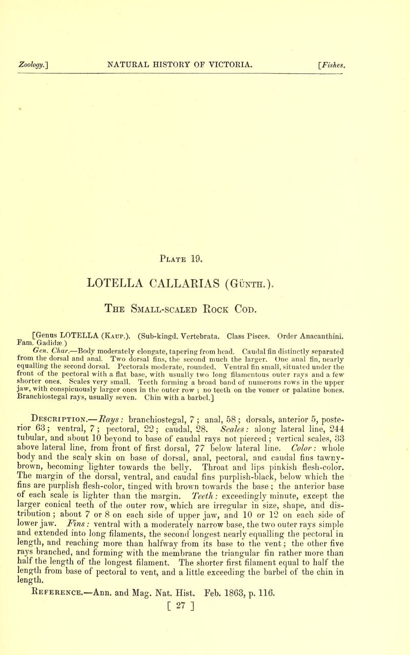 Plate 19. LOTELLA CALLARIAS (Gunth.). The Small-scaled Rock Cod. [Genus LOTELLA (Kaup.). (Sub-kingd. Vertebrata. Class Pisces. Order Anacanthini. Fam. Gadidae.) Gen. Char.—Body moderately elongate, tapering from head. Caudal fin distinctly separated from the dorsal and anal. Two dorsal fins, the second much the larger. One anal fin, nearly equalling the second dorsal. Pectorals moderate, rounded. Ventral fin small, situated under the front of the pectoral with a flat base, with usually two long filamentous outer rays and a few shorter ones. Scales very small. Teeth forming a broad hand of numerous rows in the upper jaw, with conspicuously larger ones in the outer row ; no teeth on the vomer or palatine hones. Branchiostegal rays, usually seven. Chin with a barbel.] Description.—Bays: branchiostegal, 7 ; anal, 58 ; dorsals, anterior 5, poste- rior 63; ventral, 7 ; pectoral, 22 ; caudal, 28. Scales: along lateral line, 244 tubular, and about 10 beyond to base of caudal rays not pierced; vertical scales, 33 above lateral line, from front of first dorsal, 77 below lateral line. Color: whole body and the scaly skin on base of dorsal, anal, pectoral, and caudal fins tawny- brown, becoming lighter towards the belly. Throat and lips pinkish flesh-color. The margin of the dorsal, ventral, and caudal fins purplish-black, below which the fins are purplish flesh-color, tinged with brown towards the base ; the anterior base of each scale is lighter than the margin. Teeth: exceedingly minute, except the larger conical teeth of the outer row, which are irregular in size, shape, and dis- tribution ; about 7 or 8 on each side of upper jaw, and 10 or 12 on each side of lower jaw. Fins: ventral with a moderately narrow base, the two outer rays simple and extended into long filaments, the second longest nearly equalling the pectoral in length, and reaching more than halfway from its base to the vent; the other five rays branched, and forming with the membrane the triangular fin rather more than half the length of the longest filament. The shorter first filament equal to half the length from base of pectoral to vent, and a little exceeding the barbel of the chin in length. Reference.—Ann. and Mag. Nat. Hist. Feb. 1863, p. 116. [ 27 ]