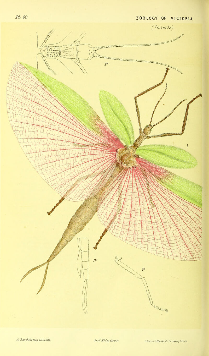 A. Bartholomew (Lei et Jxth Brof. McCoy drirexJ/ St&art'litho.&ovtsBrirvtzng Office■.