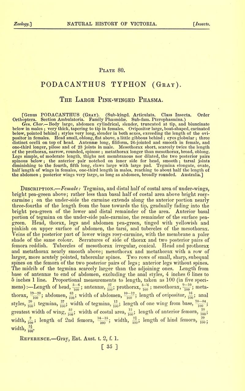 Plate 80. PODACANTHUS TYPHON (Gray). The Large Pink-winged Phasma. [Genus PODACANTHUS (Gray). (Sub-kingd. Articulata. Class Insecta. Order Orthoptera. Section Ambulatoria. Family Phasmidse. Sub-fam. Pterophasmina.) Gen. Char.— Body large, abdomen cylindrical, slender, truncated at tip, and biuncinate below in males ; very thick, tapering to tip in females. Ovipositor large, boat-shaped, carinated below, pointed behind ; styles very long, slender in both sexes, exceeding the length of the ovi- positor in females. Head small, oblong, flat above, a little gibbous behind ; eyes globular ; three distinct ocelli on top of head. Antennae long, filiform, 26-jointed and smooth in female, and one-third longer, pilose and of 23 joints in male. Mesothorax short, scarcely twice the length of the prothorax, narrow, rounded, spinose ; metathorax longer than mesothorax, broad, oblong. Legs simple, of moderate length, thighs not membranous nor dilated, the two posterior pairs spinous below; the anterior pair notched on inner side for head, smooth ; tarsal joints diminishing to the fourth, fifth long, claws large with large pad. Tegmina elongate, ovate, half length of wings in females, one-third length in males, reaching to about half the length of the abdomen ; posterior wings very large, as long as abdomen, broadly rounded. Australia.] Description.—Female: Tegmina, and distal half of costal area of under-wings, bright pea-green above; rather less than basal half of costal area above bright rosy- carmine ; on the under-side the carmine extends along the anterior portion nearly three-fourths of the length from the base towards the tip, gradually fading into the bright pea-green of the lower and distal remainder of the area. Anterior basal portion of tegmina on the under-side pale-carmine, the remainder of the surface pea- green. Head, thorax, legs and abdomen pea-green, tinged with yellowish and pinkish on upper surface of abdomen, the tarsi, and tubercles of the mesothorax. Veins of the posterior part of lower wings rosy-carmine, with the membrane a paler shade of the same colour. Serratures of side of thorax and two posterior pairs of femora reddish. Tubercles of mesothorax irregular, conical. Head and prothorax and metathorax nearly smooth above; mesothorax and metathorax with a row of larger, more acutely pointed, tubercular spines. Two rows of small, sharp, subequal spines on the femora of the two posterior pairs of legs; anterior legs without spines. The midrib of the tegmina scarcely larger than the adjoining ones. Length from base of antennae to end of abdomen, excluding the anal styles, 4 inches 6 lines to 5 inches 1 line. Proportional measurements to length, taken as 100 (in five speci- mens) :—Length of head, ; antennse, prothorax, ~; mesothorax, meta- thorax, ^1^; abdomen, width of abdomen, length of ovipositor, anal styles, tegmina, width of tegmina, length of one wing from base, greatest width of wing, width of costal area, length of anterior femora, width, length of 2nd femora, width, length of hind femora, width, Reference.—Gray, Ent. Aust. t. 2, f. 1. [35]