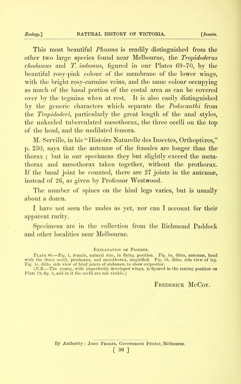 This most beautiful Phasma is readily distinguished from the other two large species found near Melbourne, the Tropidoderus rhodomus and T. iodomus, figured in our Plates 69-70, by the beautiful rosy-pink colour of the membrane of the lower wings, with the bright rosy-carmine veins, and the same colour occupying as much of the basal portion of the costal area as can be covered over by the tegmina when at rest. It is also easily distinguished by the generic characters which separate the Podacanthi from the Tropidoderi, particularly the great length of the anal styles, the unkeeled tuberculated mesothorax, the three ocelli on the top of the head, and the undilated femora. M. Serville, in his “Histoire Naturelle des Insectes, Orthopteres,” p. 230, says that the antennae of the females are longer than the thorax ; but in our specimens they but slightly exceed the meta- thorax and mesothorax taken together, without the prothorax. If the basal joint be counted, there are 27 joints in the antennae, instead of 26, as given by Professor Westwood. The number of spines on the hind legs varies, but is usually about a dozen. I have not seen the males as yet, nor can I account for their apparent rarity. Specimens are in the collection from the Richmond Paddock and other localities near Melbourne. Explanation op Figures. Plate 80.—Fig. 1, female, natural size, in flying position. Fig. Ire, ditto, antenna;, head with the three ocelli, prothorax, and mesothorax, magnified. Fig. lb, ditto, side view of leg. Fig. 1c, ditto, side view of hind joints of abdomen, to show ovipositor. (N.B.—The young, with imperfectly developed wings, is figured in the resting position on Plate 79, fig. 3, and in it the ocelli are not visible.) Frederick McCoy. By Authority : John Ferres, Government Printer, Melbourne. [ 36 ]