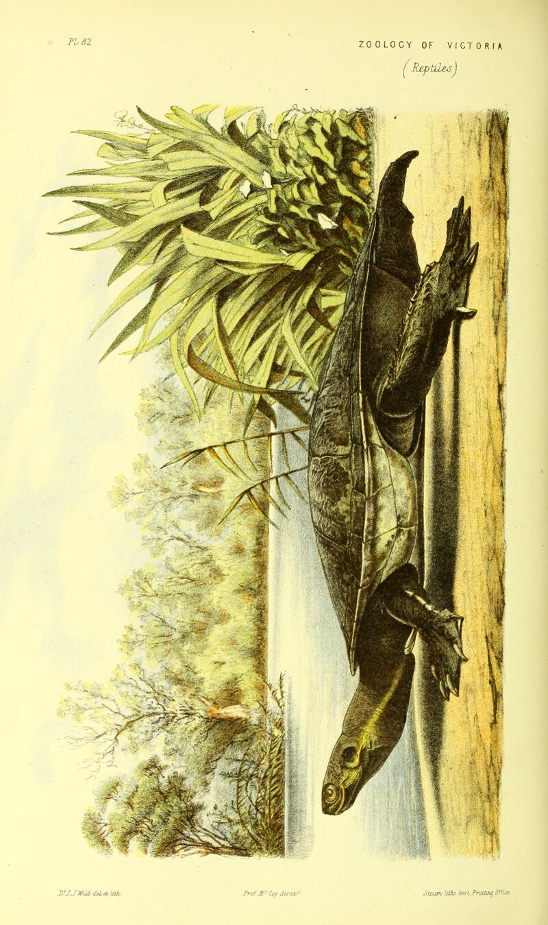 11.82 (ReptiL&s) irj.JWUdeleblith Prof McCoy dtrex>v 6team Iztho Govt' Pnntuuj Office*.