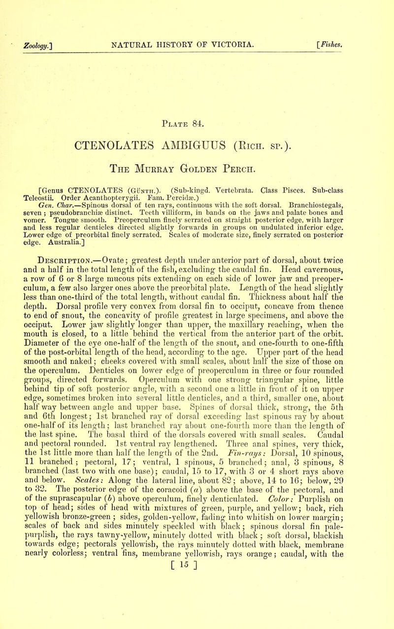 Plate 84. CTENOLATES AMBIGUUS (Rich. sp.). The Murray Golden Perch. [Genus CTENOLATES (Gunth.). (Sub-kingd. Vertebrata. Class Pisces. Sub-class Teleostii. Order Acantbopterygii. Earn. Percidse.) Gen. Char.—Spinous dorsal of ten rays, continuous with tbe soft dorsal. Branchiostegals, seven ; pseudobranchiae distinct. Teeth villiform, in bands on the jaws and palate bones and vomer. Tongue smooth. Preoperculum finely serrated on straight posterior edge, with larger and less regular denticles directed slightly forwards in groups on undulated inferior edge. Lower edge of preorbital finely serrated. Scales of moderate size, finely serrated on posterior edge. Australia.] Description.—Ovate; greatest depth under anterior part of dorsal, about twice and a half in the total length of the fish, excluding the caudal fin. Head cavernous, a row of 6 or 8 large mucous pits extending on each side of lower jaw and preoper- culum, a few also larger ones above the preorbital plate. Length of the head slightly less than one-third of the total length, without caudal fin. Thickness about half the depth. Dorsal profile very convex from dorsal fin to occiput, concave from thence to end of snout, the concavity of profile greatest in large specimens, and above the occiput. Lower jaw slightly longer than upper, the maxillary reaching’, when the mouth is closed, to a little behind the vertical from the anterior part of the orbit. Diameter of the eye one-half of the length of the snout, and one-fourth to one-fifth of the post-orbital length of the head, according to the age. Upper part of the head smooth and naked; cheeks covered with small scales, about half the size of those on the operculum. Denticles on lower edge of preoperculum in three or four rounded groups, directed forwards. Operculum with one strong triangular spine, little behind tip of soft posterior angle, with a second one a little in front of it on upper edge, sometimes broken into several little denticles, and a third, smaller one, about half way between angle and upper base. Spines of dorsal thick, strong’, the 5 th and 6th longest; 1st branched ray of dorsal exceeding’ last spinous ray by about one-half of its length; last branched ray about one-fourth more than the length of the last spine. The basal third of the dorsals covered with small scales. Caudal and pectoral rounded. 1st ventral ray lengthened. Three anal spines, very thick, the 1st little more than half the length of the 2nd. Fin-rays; Dorsal, 10 spinous, 11 branched; pectoral, 17; ventral, 1 spinous, 5 branched; anal, 3 spinous, 8 branched (last two with one base); caudal, 15 to 17, with 3 or 4 short rays above and below. Scales: Along the lateral line, about 82; above, 14 to 16; below, 29 to 32. The posterior edge of the coracoid (a) above the base of the pectoral, and of the suprascapular (b) above operculum, finely denticulated. Color: Purplish on top of head; sides of head with mixtures of green, purple, and yellow; hack, rich yellowish bronze-green; sides, golden-yellow, fading into whitish on lower margin; scales of hack and sides minutely speckled with black; spinous dorsal fin pale- purplish, the rays tawny-yellow, minutely dotted with black; soft dorsal, blackish towards edge; pectorals yellowish, the rays minutely dotted with black, membrane nearly colorless; ventral fins, membrane yellowish, rays orange; caudal, with the