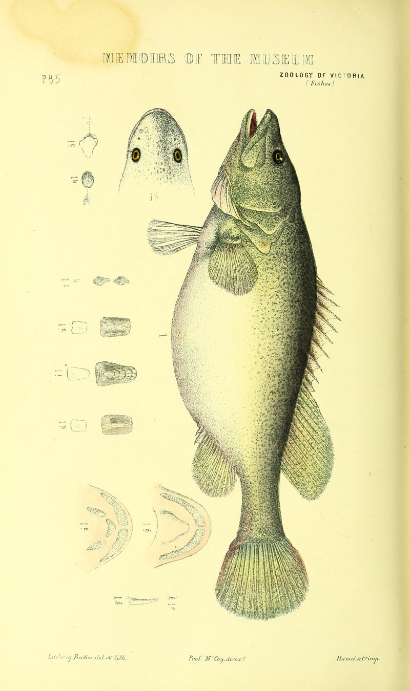 E85 MtEMdDIiaS ©IF TEI1E SSDSIEIDMr ZOOLOGY OF VICTORIA ( Vis he* ) Lit> hi>* tj 3 edict' del «v If Hi. f*rof'. W*CoyfcLir&x£ Ho uuU <*c OH imp..