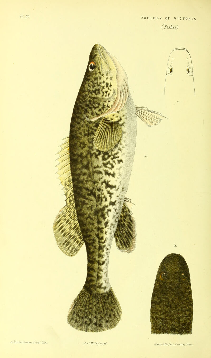 ih.es ZOOLOGY OF VICTORIA (Iishes-) A Bartholomew dehet/Uths. Brof.M^Ccy durexh Steam,latko,Gcvb,Brintiny Office.