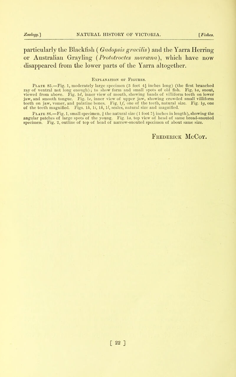particularly tlie Blackfisli ( Gadopsis gracilis) and the Yarra Herring or Australian Grayling (Prototroctes marcena), which have now disappeared from the lower parts of the Yarra altogether. Explanation of Figures. Plate 85.—Fig. 1, moderately large specimen (3 feet 4£ inches long) (the first branched ray of ventral not long enough); to show form and small spots of old fish. Fig. la, snout, viewed from above. Fig. 1 d, inner view of mouth, showing bands of villiform teeth on lower jaw, and smooth tongue. Fig. le, inner view of upper jaw, showing crowded small villiform teeth on jaw, vomer, and palatine bones. Fig. If, one of the teeth, natural size. Fig. 1 g, one of the teeth magnified. Figs. 1 A, li, lk, \l, scales, natural size and magnified. Plate 86.—Fig. 1, small specimen, f the natural size (1 foot inches in length), showing the angular patches of large spots of the young. Fig. la, top view of head of same broad-snouted specimen. Fig. 2, outline of top of head of narrow-snouted specimen of about same size. Frederick McCoy.
