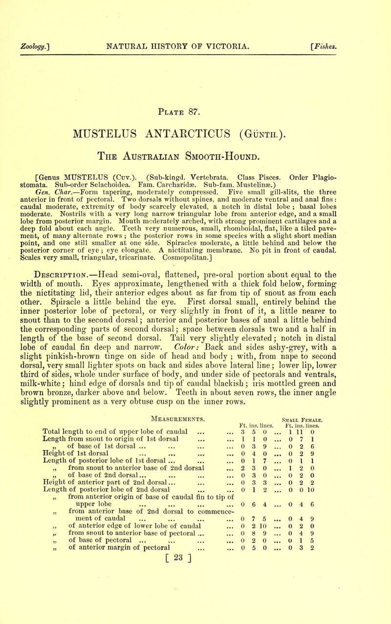 Plate 87. MUSTELUS ANTARCTICUS (Gunth.). The Australian Smooth-Hound. [Genus MUSTELUS (Cuv.). (Sub-kingd. Vertebrata. Class Pisces. Order Plagio- stomata. Sub-order Selachoidea. Fam. Carcharidse. Sub-fam. Mustelinse.) Gen. Char.—Form tapering, moderately compressed. Five small gill-slits, the three anterior in front of pectoral. Two dorsals without spines, and moderate ventral and anal fins: caudal moderate, extremity of body scarcely elevated, a notch in distal lobe ; basal lobes moderate. Nostrils with a very long narrow triangular lobe from anterior edge, and a small lobe from posterior margin. Mouth moderately arched, with strong prominent cartilages and a deep fold about each angle. Teeth very numerous, small, rhomboidal, flat, like a tiled pave- ment, of many alternate rows ; the posterior rows in some species with a slight short median point, and one still smaller at one side. Spiracles moderate, a little behind and below the posterior corner of eye; eye elongate. A nictitating membrane. No pit in front of caudal. Scales very small, triangular, tricarinate. Cosmopolitan.] Description.—Head semi-oval, flattened, pre-oral portion about equal to the width of mouth. Eyes approximate, lengthened with a thick fold below, forming- the nictitating lid, their anterior edges about as far from tip of snout as from each other. Spiracle a little behind the eye. First dorsal small, entirely behind the inner posterior lobe of pectoral, or very slightly in front of it, a little nearer to snout than to the second dorsal; anterior and posterior bases of anal a little behind the corresponding parts of second dorsal; space between dorsals two and a half in length of the base of second dorsal. Tail very slightly elevated; notch in distal lobe of caudal fin deep and narrow. Color: Back and sides ashy-grey, with a slight pinkish-brown tinge on side of head and body ; with, from nape to second dorsal, very small lighter spots on back and sides above lateral line; lower lip, lower third of sides, whole under surface of body, and under side of pectorals and ventrals, milk-white; hind edge of dorsals and tip of caudal blackish; iris mottled green and brown bronze, darker above and below. Teeth in about seven rows, the inner angle slightly prominent as a very obtuse cusp on the inner rows. Measurements. Total length to end of upper lobe of caudal Length from snout to origin of 1st dorsal „ of base of 1st dorsal ... Height of 1st dorsal Length of posterior lobe of 1st dorsal ... „ from snout to anterior base of 2nd dorsal ,, of base of 2nd dorsal... Height of anterior part of 2nd dorsal... Length of posterior lobe of 2nd dorsal „ from anterior origin of base of caudal fin to tip of upper lobe „ from anterior base of 2nd dorsal to commence- ment of caudal „ of anterior edge of lower lobe of caudal „ from snout to anterior base of pectoral... „ of base of pectoral ... „ of anterior margin of pectoral [ 23 ] Ft. ins. lines. 3 5 0 1 1 0 0 3 9 0 4 0 0 1 7 2 3 0 0 3 0 0 3 3 0 1 2 0 6 4 0 7 5. 0 2 10 . 0 8 9. 0 2 0. 0 5 0 Small Female. Ft. ins. lines. . 1 11 0 .071 .026 ,029 ,011 ,12 0 .020 .022 . 0 0 10 .046 ,049 ,020 ,049 0 15 ,032