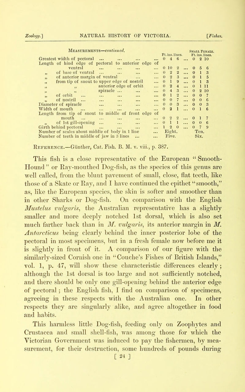 Measurements—continu ed. Greatest width of pectoral ... Length of hind edge of pectoral to anterior edge of ventral „ of base of ventral ... „ of anterior margin of ventral „ from tip of snout to upper edge of nostril „ „ anterior edge of orbit „ „ spiracle ... „ of orbit „ of nostril ... Diameter of spiracle Width of mouth Length from tip of snout to middle of front edge of mouth „ of 1st gill-opening ... Girth behind pectoral Number of scales about middle of body in 1 line Number of teeth in middle of jaw in 3 lines Ft. ins. lines. 0 4 6 0 10 2 0 2 2 0 2 3 0 1 9 0 2 4 0 4 3 0 1 2 0 0 7 0 0 3 0 2 1 0 2 2 0 1 1 1 2 0 Eight. Five. Reference.—Gunther, Cat. Fish. B. M. v. viii., p. 387. Small Female. Ft. ins. lines. 0 2 10 0 5 6 0 1 3 0 1 5 0 1 3 0 1 11 0 2 10 0 0 7 0 0 6 0 0 3 0 1 6 0 1 7 0 0 6 0 7 9 Ten. Six. This fish is a close representative of the European “ Smooth- Hound ” or Ray-mouthed Dog-fish, as the species of this genus are well called, from the bluut pavement of small, close, flat teeth, like those of a Skate or Ray, and I have continued the epithet “smooth,” as, like the European species, the skin is softer and smoother than in other Sharks or Dog-fish. On comparison with the English Mustelus vulgaris, the Australian representative has a slightly smaller and more deeply notched 1st dorsal, which is also set much farther back than in M. vulgaris, its anterior margin in M. Antarcticus being clearly behind the inner posterior lobe of the pectoral in most specimens, but in a fresh female now before me it is slightly in front of it. A comparison of our figure with the similarly-sized Cornish one in “Couche’s Fishes of British Islands,” vol. 1, p. 47, will show these characteristic differences clearly; although the 1st dorsal is too large and not sufficiently notched, and there should be only one gill-opening behind the anterior edge of pectoral; the English fish, I find on comparison of specimens, agreeing in these respects with the Australian one. In other respects they are singularly alike, and agree altogether in food and habits. This harmless little Dog-fish, feeding only on Zoophytes and Crustacea and small shell-fish, was among those for which the Victorian Government was induced to pay the fishermen, by mea- surement, for their destruction, some hundreds of pounds during
