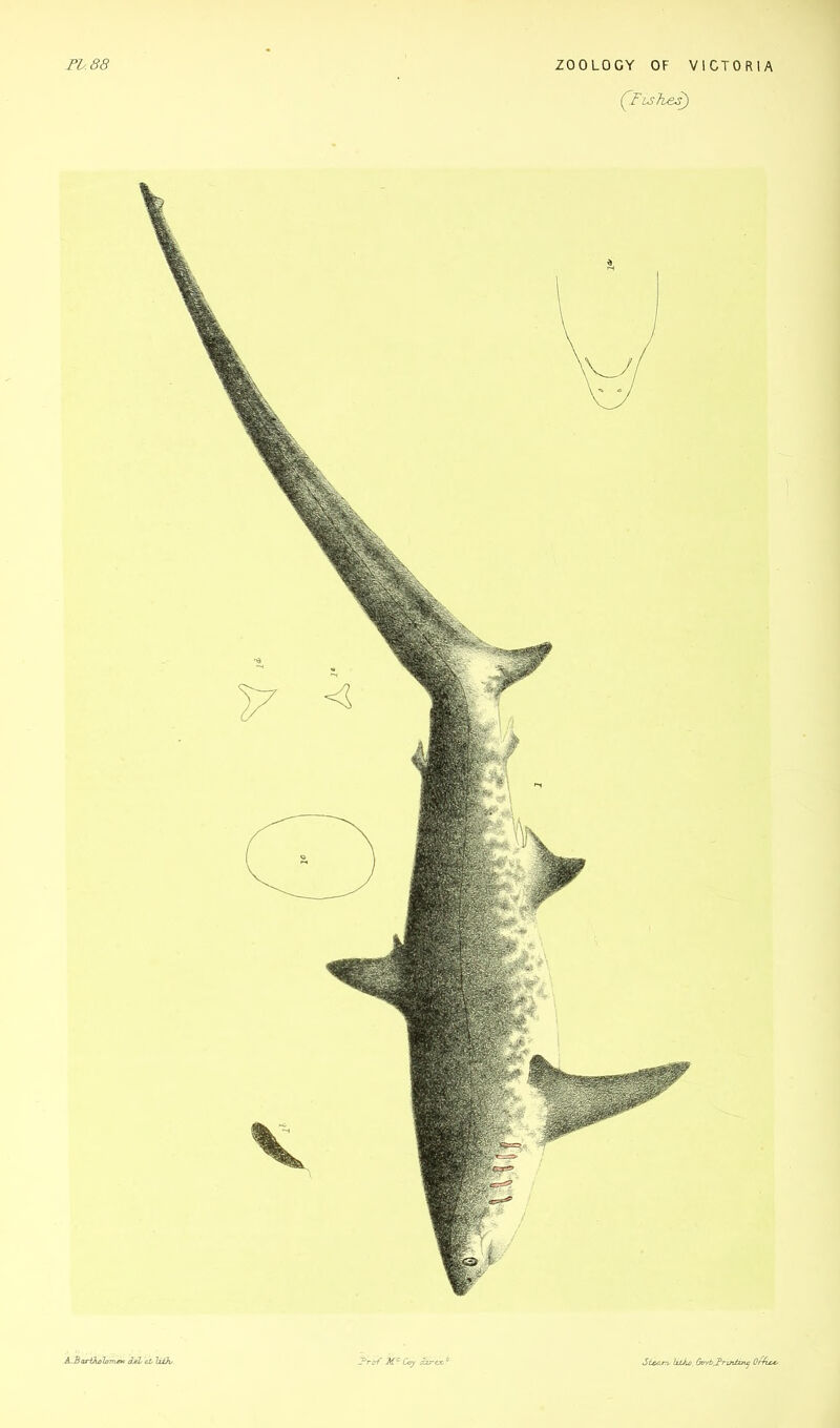 CFisTb&s) ^.BarOioloTTiM 3jH el TxOu. ?rof Mc Coy dir ex'' Steam* hike. Go-fb^Prtnh^ Office/.