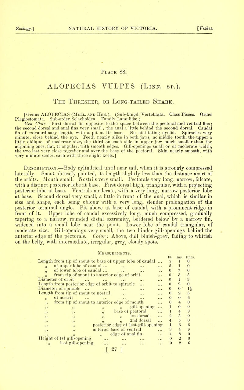 Plate 88. ALOPECIAS VULPES (Linn. sp.). The Thresher, or Long-tailed Shark. [Genus ALOPECIAS (Mull, and Hen.). (Sub-kingd. Vertebrata. Class Pisces. Order Plagiostomata. Sub-order Selachoidea. Family Lamniidse.) Gen. Char.—First dorsal fin opposite to the space between the pectoral and ventral fins ; the second dorsal and anal fins very small; the anal a little behind the second dorsal. Caudal fin of extraordinary length, with a pit at its base. No nictitating eyelid. Spiracles very minute, close behind the eye. Teeth nearly alike in both jaws, no middle tooth, the upper a little oblique, of moderate size, the third on each side in upper jaw much smaller than the adjoining ones, flat, triangular, with smooth edges. Gill-openings small or of moderate width, the two last very close together and over the base of the pectoral. Skin nearly smooth, with very minute scales, each with three slight keels.] Description.—Body cylindrical until near tail, when it is strongly compressed laterally. Snout obtusely pointed, its length slightly less than (he distance apart of the orbits. Mouth small. Nostrils very small. Pectorals very long’, narrow, falcate, with a distinct posterior lobe at base. First dorsal high, triangular, with a projecting posterior lobe at base. Ventrals moderate, with a very long-, narrow posterior lobe at base. Second dorsal very small, a little in front of the anal, which is similar in size and shape, each being ohlong with a very long, slender prolongation of the posterior terminal angle. Pit above at base of caudal, with a prominent ridge in front of it. Upper lobe of caudal excessively long, much compressed, gradually tapering to a narrow, rounded distal extremity, bordered below by a narrow fin, widened into a small lobe near the point. Lower lobe of caudal triangular, of moderate size. Gill-openings very small, the two hinder gill-openings behind the anterior edge of the pectorals. Color: Above, dull bluish-grey, fading to whitish on the belly, with intermediate, irregular, grey, cloudy spots. Measurements. Ft. Length from tip of snout to base of upper lobe of caudal ... 5 „ of upper lobe of caudal ... ... ... ... 5 „ of lower lobe of caudal ... ... ... .. 0 „ from tip of snout to anterior edge of orbit ... 0 Diameter of orbit ... ... ... ... ... 0 Length from posterior edge of orbit to spiracle ... ... 0 Diameter of spiracle ... ... ... ... ... 0 Length from tip of snout to nostril ... ... ... 0 of nostril ... ... ... ... ... 0 from tip of snout to anterior edge of mouth ... 0 „ „ gill-opening ... 1 „ base of pectoral ... 1 „ „ 1st dorsal ... 2 „ „ 2nd dorsal ... 4 posterior edge of last gill-opening 1 anterior base of ventral ... 3 „ edge of anal fin ... 4 Height of 1st gill-opening last gill-opening [ 27 ] ins. lines. 1 0 1 0 7 0 3 5 1 3 2 0 0 ‘ IJ 2 6 0 6 4 0 0 0 4 9 5 0 5 0 6 6 4 9 8 0 2 0 2 6