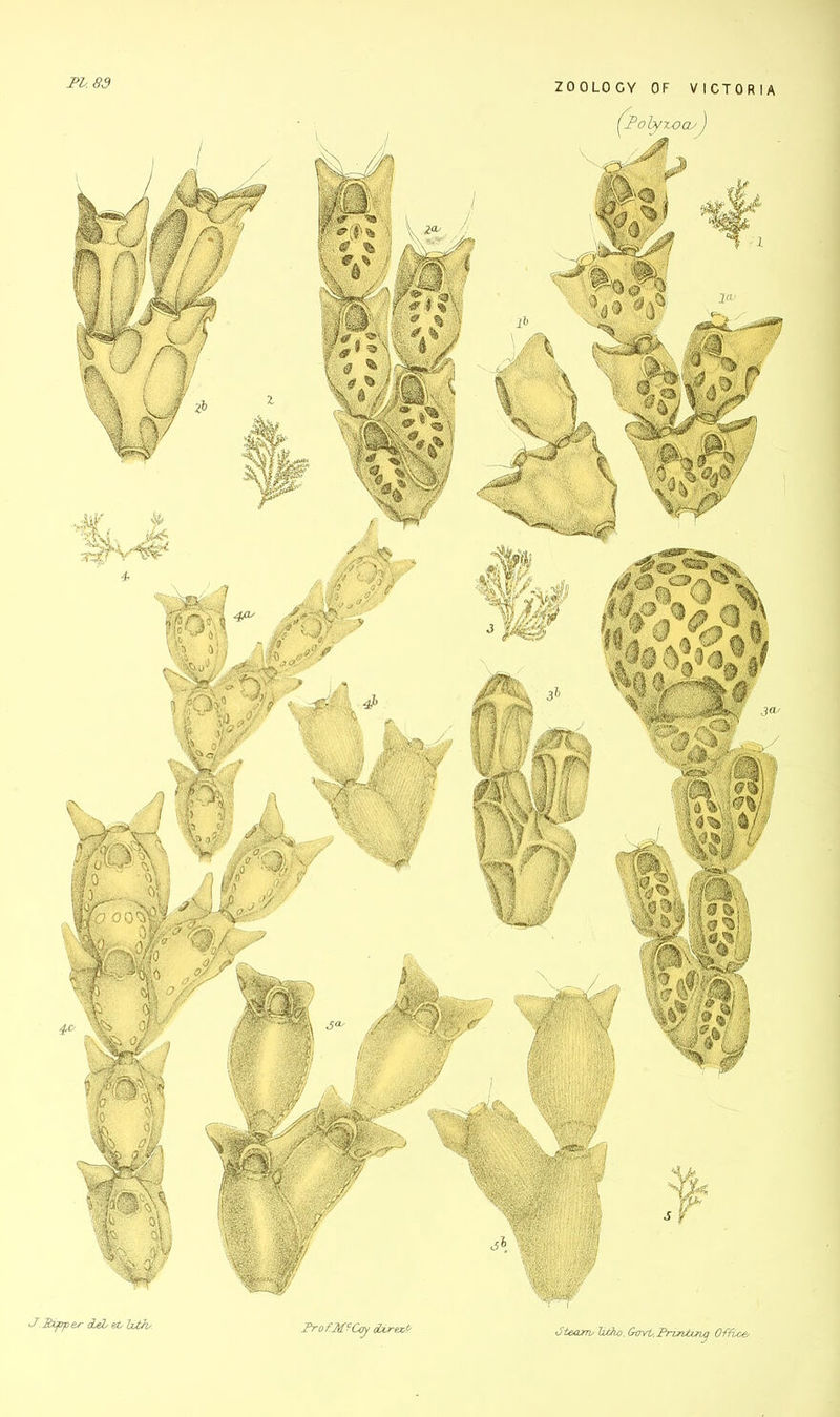 PL. 89 {Poly-wa;) k) OOW J.Bifiper 6UI et, Uths.