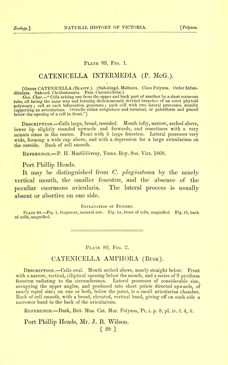 Plate 89, Fig. 1. CATENICELLA INTERMEDIA (P. McG.). [Genus CATENICELLA (Blainv.). (Sub-kingd. Mollusca. Class Polyzoa. Order Infun- dibulata. Sub-ord. Cheilostomata. Earn. Catenicellidae.) Gen. Char.—“ Cells arising one from the upper and back part of another by a short corneous tube, all facing the same way and forming dichotomously divided branches of an erect phytoid polyzoary; cell at each bifurcation geminate ; each cell with two lateral processes, usually supporting an avicularium. Ovicells either subglobose and terminal, or galeriform and placed below the opening of a cell in front.”] Description.—Cells large, broad, rounded. Mouth lofty, narrow, arched above, lower lip slightly rounded upwards and forwards, and sometimes with a very minute sinus in the centre. Front with 5 large fenestra. Lateral processes very wide, forming a wide cup above, and with a depression for a large avicularium on the outside. Back of cell smooth. Reference.—P. H. MacGillivray, Trans. Roy. Soc. Viet. 1868. Port Phillip Heads. It may be distinguished from C. plagiostoma by the nearly vertical mouth, the smaller fenestra;, and the absence of the peculiar enormous avicularia. The lateral process is usually absent or abortive on one side. Explanation of Figures. Plate 89.—Fig. 1, fragment, natural size. Fig. la, front of cells, magnified. Fig. lb, back of cells, magnified. Plate 89, Fig. 2. CATENICELLA AMPHORA (Busk). Description.—Cells oval. Mouth arched above, nearly straight below. Front with a narrow, vertical, elliptical opening below the mouth, and a series of 9 pyriform fenestra radiating to the circumference. Lateral processes of considerable size, occupying the upper angles, and produced into short points directed upwards, of nearly equal size; on one or both, below the point, is a small avicularian chamber. Back of cell smooth, with a broad, elevated, vertical band, giving off on each side a narrower band to the back of the avicularium. Reference.—Busk, Brit. Mus. Cat. Mar. Polyzoa, Pt. i. p. 8, pi. iv. f. 4, 5. Port Phillip Heads, Mr. J. B. Wilson.