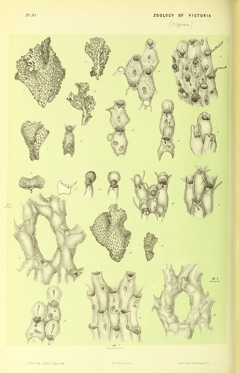 fPoly, P. & JJLieUMpper Utk,. Frof. Cry dir a? Steam, blh/j, Gov+J’rmliruj Offue..