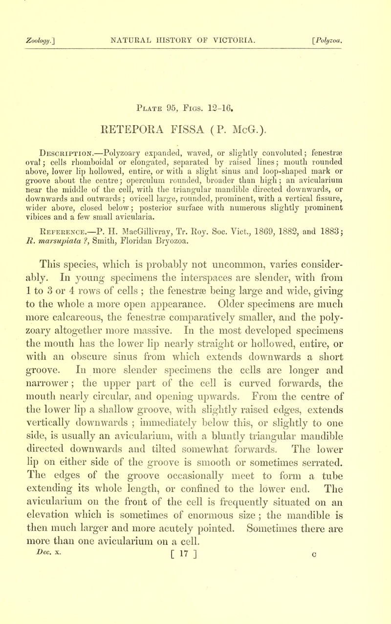 Plate 95, Figs. 12-16, RETEPORA FISSA (P. McG.). Description.—Polyzoary expanded, waved, or slightly convoluted; fenestras oval; cells rhomboidal or elongated, separated by raised lines; mouth rounded above, lower lip hollowed, entire, or with a slight sinus and loop-shaped mark or groove about the centre; operculum rounded, broader than high; an avicularium near the middle of the cell, with the triangular mandible directed downwards, or downwards and outwards; ovicell large, rounded, prominent, with a vertical fissure, wider above, closed below; posterior surface with numerous slightly prominent vibices and a few small avicularia. Reference.—P. H. MacGillivray, Tr. Roy. Soc. Viet., 1869, 1882, and 1883; R. marsupiata ?, Smith, Floridan Bryozoa. This species, which is probably not uncommon, varies consider- ably. In young specimens the interspaces are slender, with from 1 to 3 or 4 rows of cells ; the fenestrae being large and wide, giving to the whole a more open appearance. Older specimens are much more calcareous, the fenestrae comparatively smaller, and the poly- zoary altogether more massive. In the most developed specimens the mouth has the lower lip nearly straight or hollowed, entire, or with an obscure sinus from which extends downwards a short groove. In more slender specimens the cells are longer and narrower; the upper part of the cell is curved forwards, the mouth nearly circular, and opening upwards. From the centre of the lower lip a shallow groove, with slightly raised edges, extends vertically downwards ; immediately below this, or slightly to one side, is usually an avicularium, with a bluntly triangular mandible directed downwards and tilted somewhat forwards. The lower lip on either side of the groove is smooth or sometimes serrated. The edges of the groove occasionally meet to form a tube extending its whole length, or confined to the lower end. The avicularium on the front of the cell is frequently situated on an elevation which is sometimes of enormous size ; the mandible is then much larger and more acutely pointed. Sometimes there are more than one avicularium on a cell.