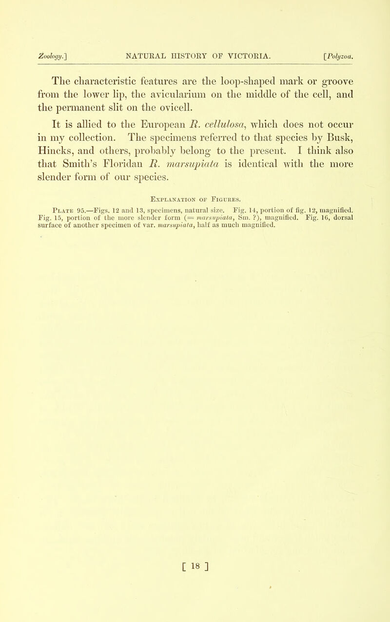 The characteristic features are the loop-shaped mark or groove from the lower lip, the avicularium on the middle of the cell, and the permanent slit on the ovicell. It is allied to the European JR. cellulosa, which does not occur in my collection. The specimens referred to that species by Busk, Hincks, and others, probably belong to the present. I think also that Smith’s Floridan II. marsupiata is identical with the more slender form of our species. Explanation of Figures. Plate 95.—Figs. 12 and 13, specimens, natural size. Fig. 14, portion of fig. 12, magnified. Fig. 15, portion of the more slender form (= marsupiata, Sm. ?), magnified. Fig. 16, dorsal surface of another specimen of var. marsupiata, half as much magnified.