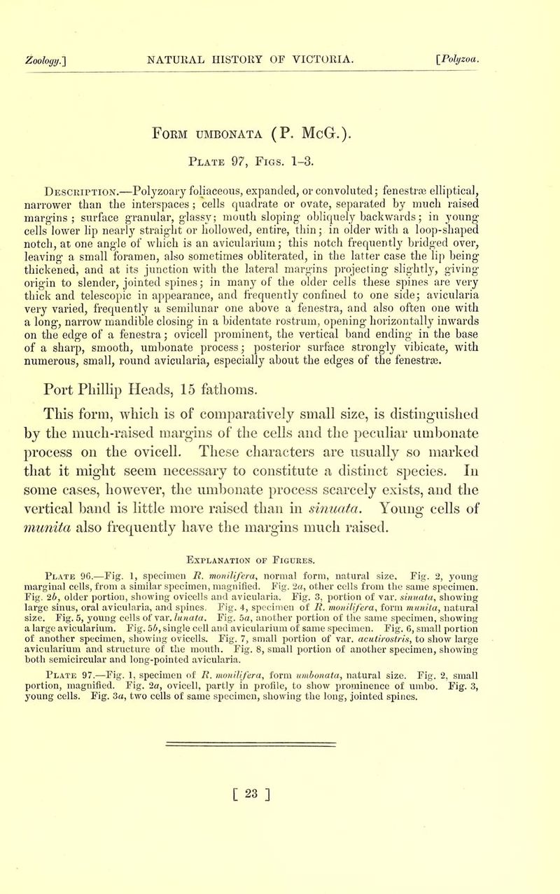 Form umbonata (P. McG.). Plate 97, Figs. 1-3. Description.—Polyzoary foliaceous, expanded, or convoluted; fenestrse elliptical, narrower than the interspaces; cells quadrate or ovate, separated by much raised margins; surface granular, glassy; mouth sloping’ obliquely backwards; in young- cells lower lip nearly straight or hollowed, entire, thin; in older with a loop-shaped notch, at one angle of which is an aviculariuin ; this notch frequently bridged over, leaving a small foramen, also sometimes obliterated, in the latter case the lip being thickened, and at its junction with the lateral margins projecting slightly, giving- origin to slender, jointed spines; in many of the older cells these spines are very thick and telescopic in appearance, and frequently confined to one side; avicularia very varied, frequently a semilunar one above a fenestra, and also often one with a long, narrow mandible closing in a bidentate rostrum, opening horizontally inwards on the edge of a fenestra; ovicell prominent, the vertical band ending in the base of a sharp, smooth, umbonate process; posterior surface strong’ly vibicate, with numerous, small, round avicularia, especially about the edges of the fenestrse. Port Phillip Heads, 15 fathoms. This form, which is of comparatively small size, is distinguished by the much-raised margins of the cells and the peculiar umbonate process on the ovicell. These characters are usually so marked that it might seem necessary to constitute a distinct species. In some cases, however, the umbonate process scarcely exists, and the vertical hand is little more raised than in sinuata. Young cells of munita also frequently have the margins much raised. Explanation of Figures. Plate 96.—Pig. 1, specimen R. monilifera, normal form, natural size. Eig. 2, young marginal cells, from a similar specimen, magnified. Eig. 2a, other cells from the same specimen. Eig. 2b, older portion, showing ovicells and avicularia. Fig. 3, portion of var. sinuata, showing large sinus, oral avicularia, and spines. Eig. 4, specimen of R. monilifera, form munita, natural size. Eig. 5, young cells of var. lunata. Eig. 5a, another portion of the same specimen, showing a large avicularium. Fig. 56, single cell and avicularium of same specimen. Eig. 6, small portion of another specimen, showing ovicells. Eig. 7, small portion of var. acutirostris, to show large avicularium and structure of the mouth. Eig. 8, small portion of another specimen, showing both semicircular and long-pointed avicularia. Plate 97.—Eig. 1, specimen of R. monilifera, form umbonata, natural size. Eig. 2, small portion, magnified. Eig. 2a, ovicell, partly in profile, to show prominence of umbo. Eig. 3, young cells. Eig. 3a, two cells of same specimen, showing the long, jointed spines.