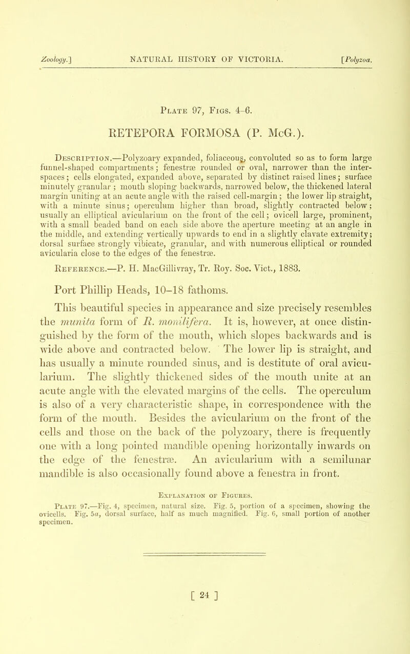 Plate 97, Figs. 4-6. EETEPORA FORMOSA (P. McG-.). Description.—Polyzoary expanded, foliaceoug, convoluted so as to form large funnel-shaped compartments; fenestra rounded or oval, narrower than the inter- spaces ; cells elongated, expanded above, separated by distinct raised lines; surface minutely granular; mouth sloping backwards, narrowed below, the thickened lateral margin uniting at an acute angle with the raised cell-margin; the lower lip straight, with a minute sinus; operculum higher than broad, slightly contracted below; usually an elliptical avicularium on the front of the cell; ovicell large, prominent, with a small beaded band on each side above the aperture meeting at an angle in the middle, and extending vertically upwards to end in a slightly clavate extremity; dorsal surface strongly vibicate, granular, and with numerous elliptical or rounded avicularia close to the edges of the fenestra. Reference.—P. H. MacGillivray, Tr. Roy. Soc. Viet., 1883. Port Phillip Heads, 10-18 fathoms. This beautiful species in appearance and size precisely resembles the munita form of R. monilifera. It is, however, at once distin- guished by the form of the mouth, which slopes backwards and is wide above and contracted below. The lower lip is straight, and has usually a minute rounded sinus, and is destitute of oral avicu- larium. The slightly thickened sides of the mouth unite at an acute angle with the elevated margins of the cells. The operculum is also of a very characteristic shape, in correspondence with the form of the mouth. Besides the avicularium on the front of the cells and those on the back of the polyzoary, there is frequently one with a long pointed mandible opening horizontally inwards on the edge of the fenestrse. An avicularium with a semilunar mandible is also occasionally found above a fenestra in front. Explanation op Figures. Plate 97.—Fig. 4, specimen, natural size. Fig. 5, portion of a specimen, showing the ovicells. Fig. 5a, dorsal surface, half as much magnified. Fig. 6, small portion of another specimen.